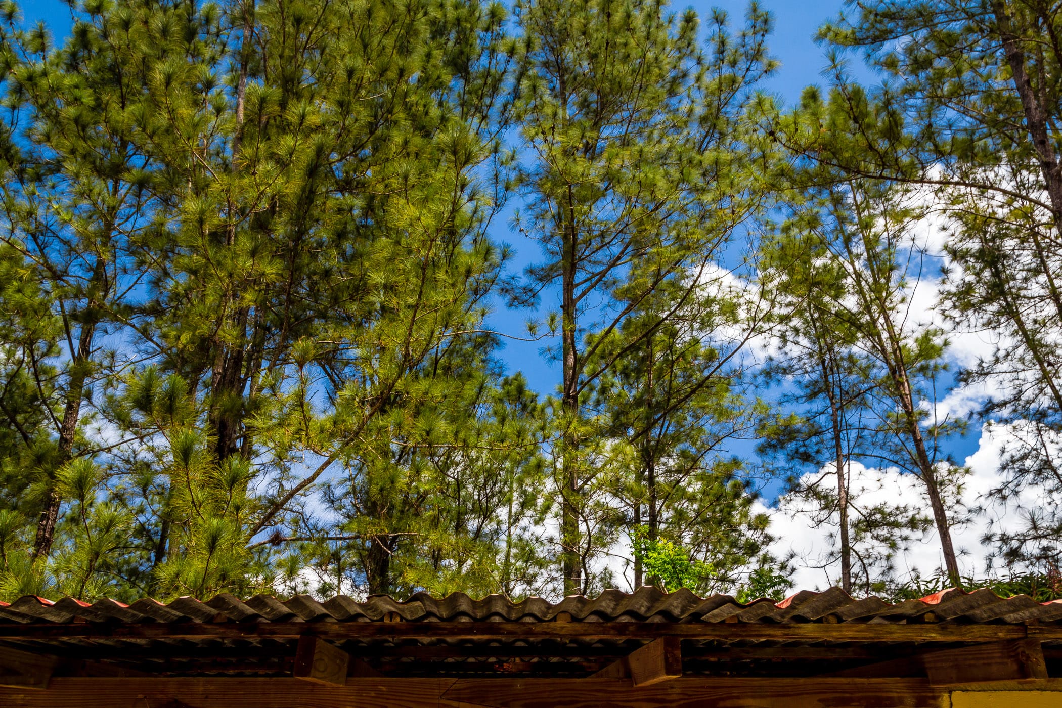 Pine trees rise above the corrugated metal roof of a barn at the Croydon in the Mountains plantation in northwest Jamaica.