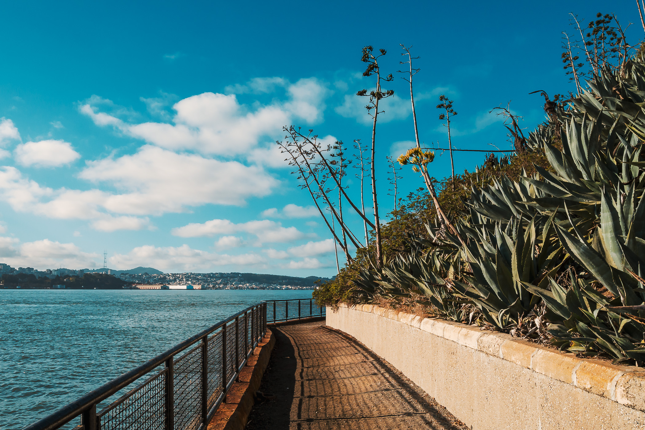 Yucca stalks grow along a bayside path at Alcatraz Prison, San Francisco.