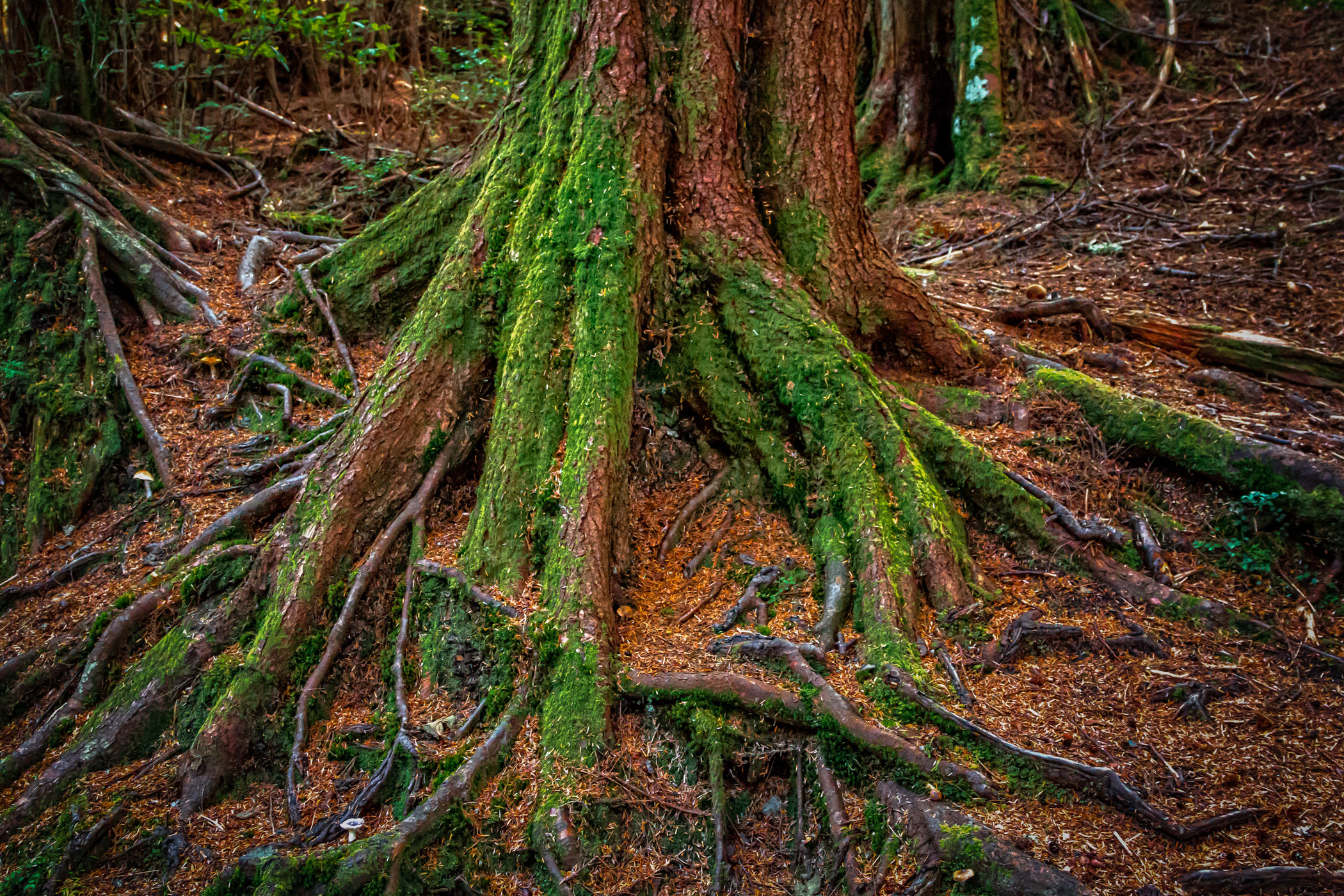 Moss-covered tree roots found at Totem Bight State Park in Ketchikan, Alaska.