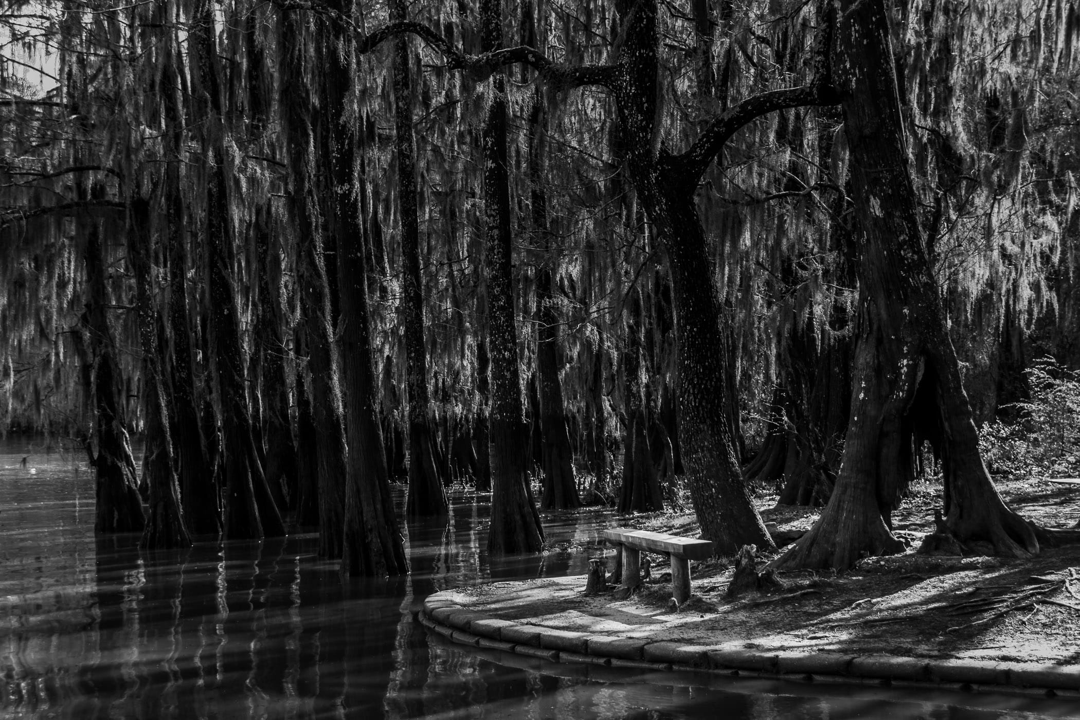 Cypress trees rise around a bench at Caddo Lake State Park, Texas.