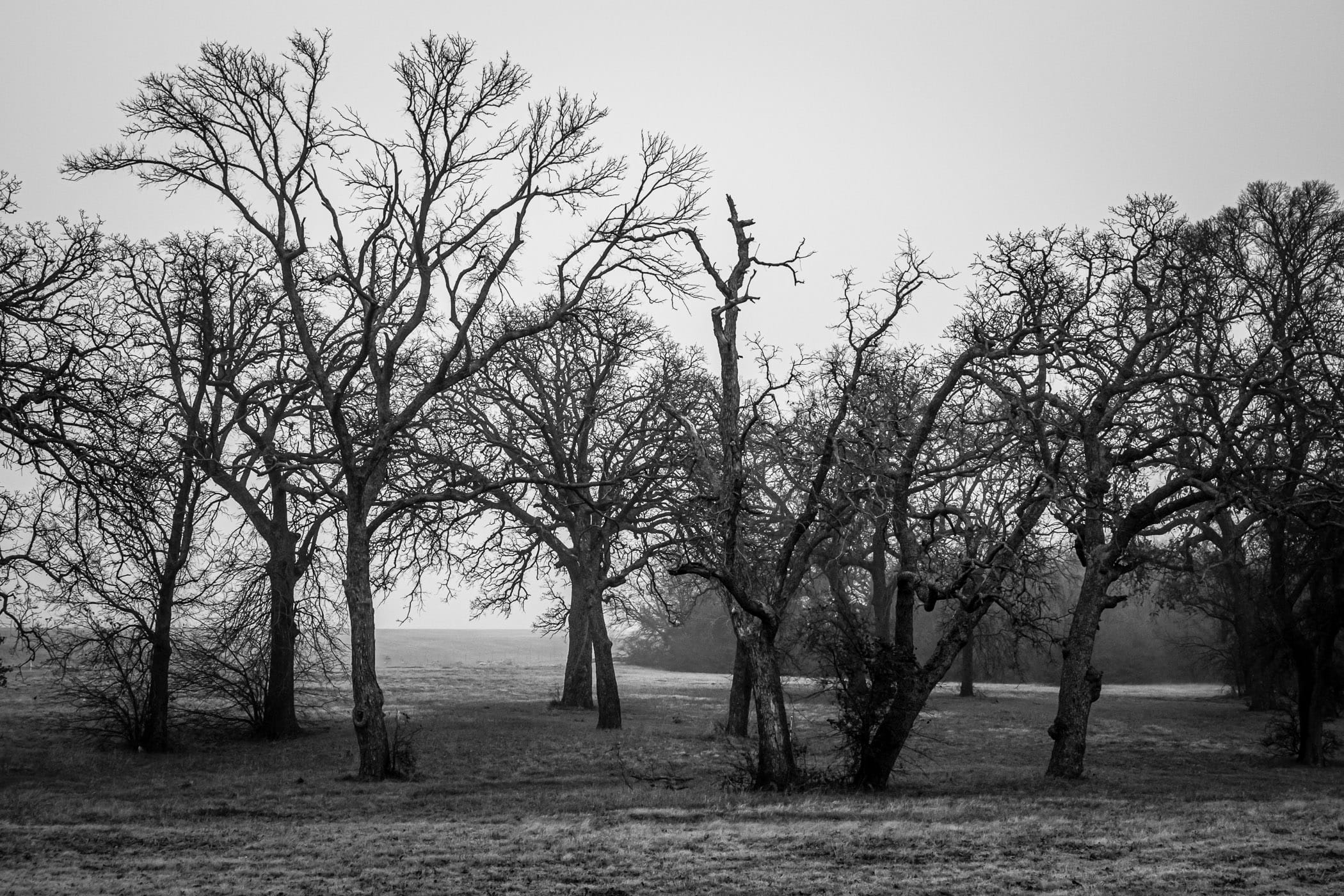 Stark, leafless trees spotted on the grounds of DFW International Airport, Texas.