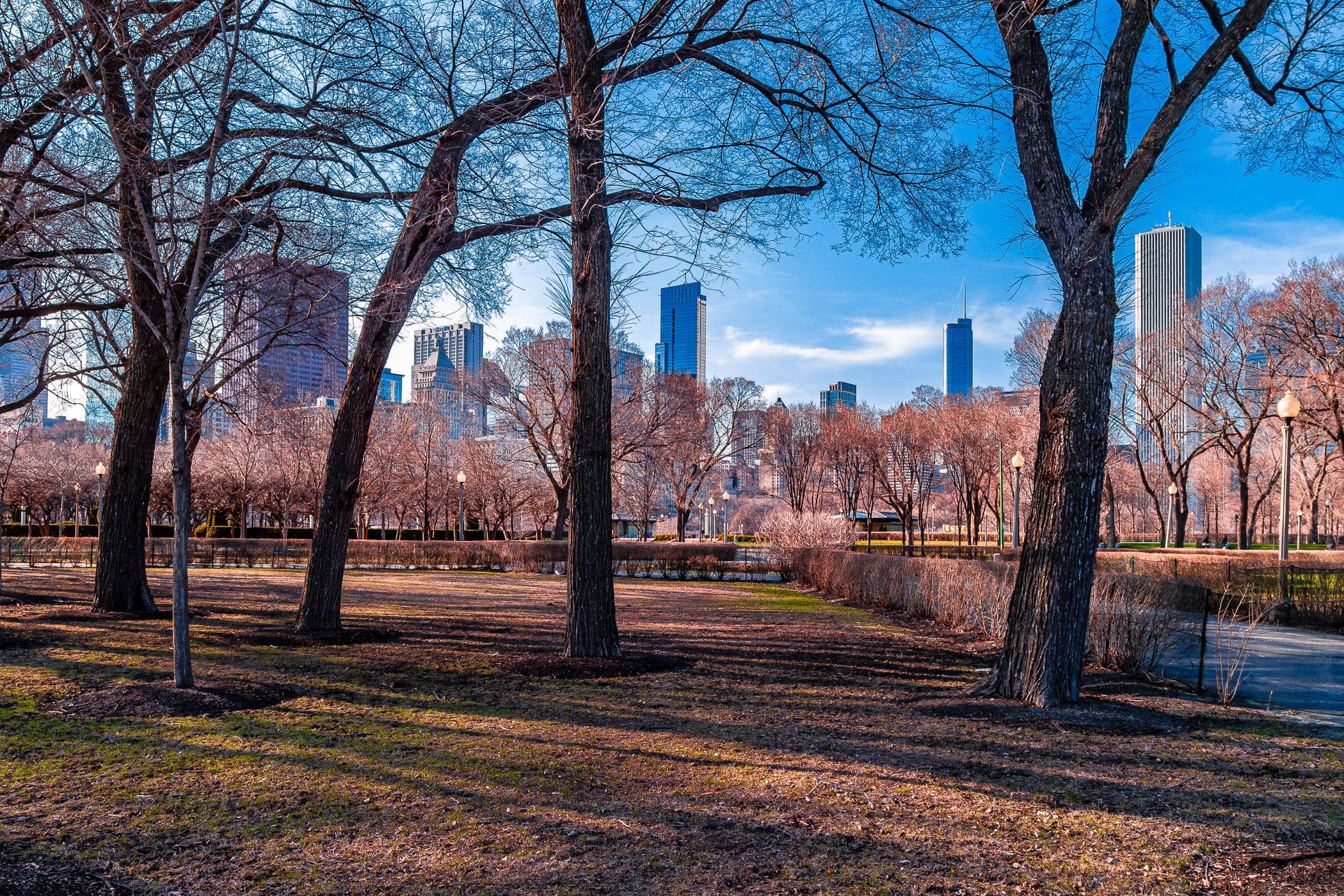 A portion of Chicago's skyline as seen through trees at Grant Park.