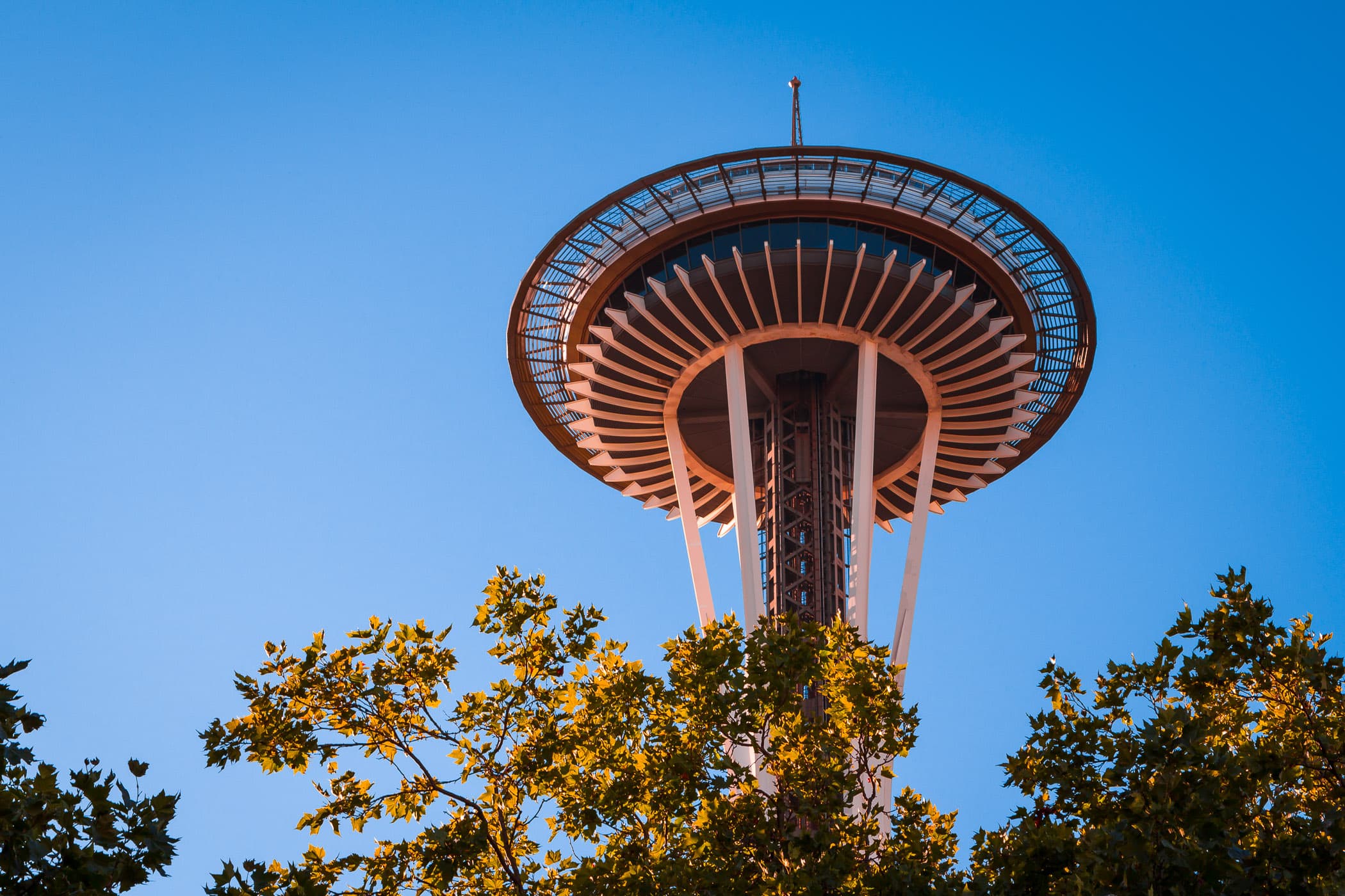 Seattle's Space Needle—built for the 1962 World's Fair—rises above the surrounding trees at the Seattle Center.