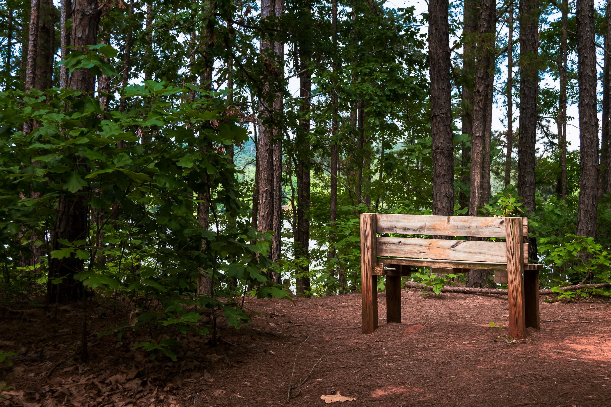 A bench on a path along the lake at Tyler State Park, Texas.