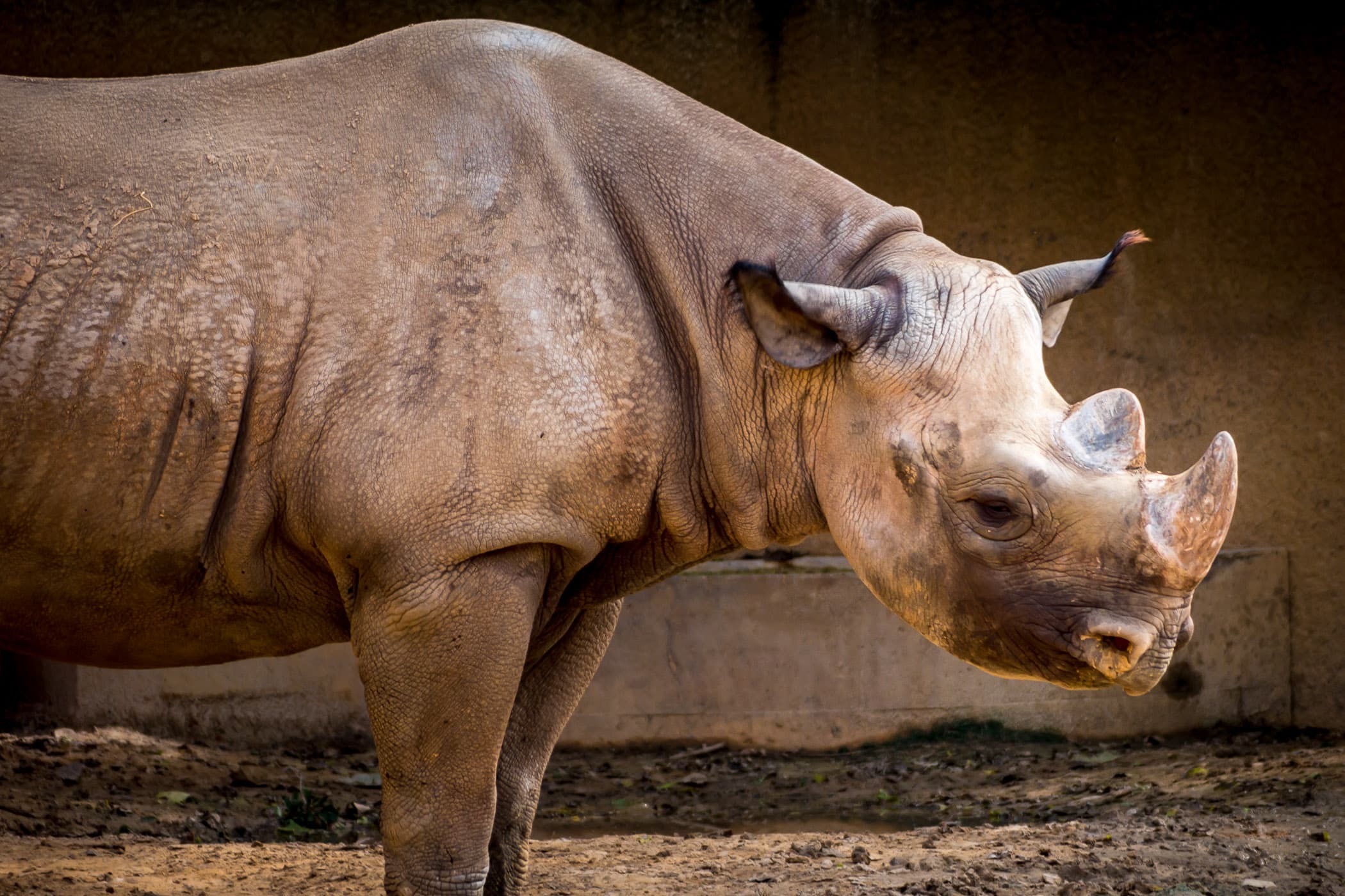 A rhinoceros spotted at the Caldwell Zoo in Tyler, Texas.