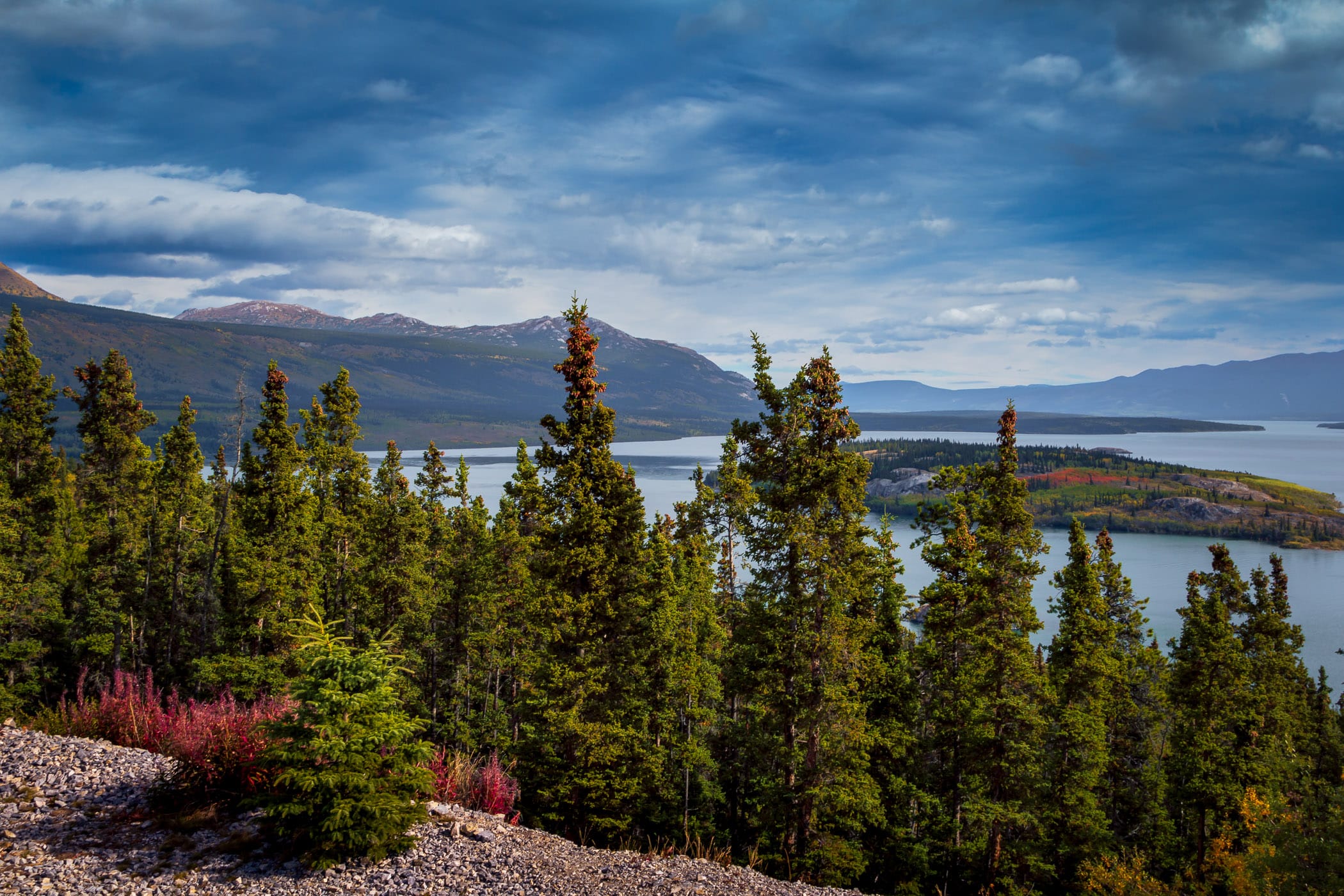 Pine trees survey the Yukon Territory's Tagish Lake and Bove Island.