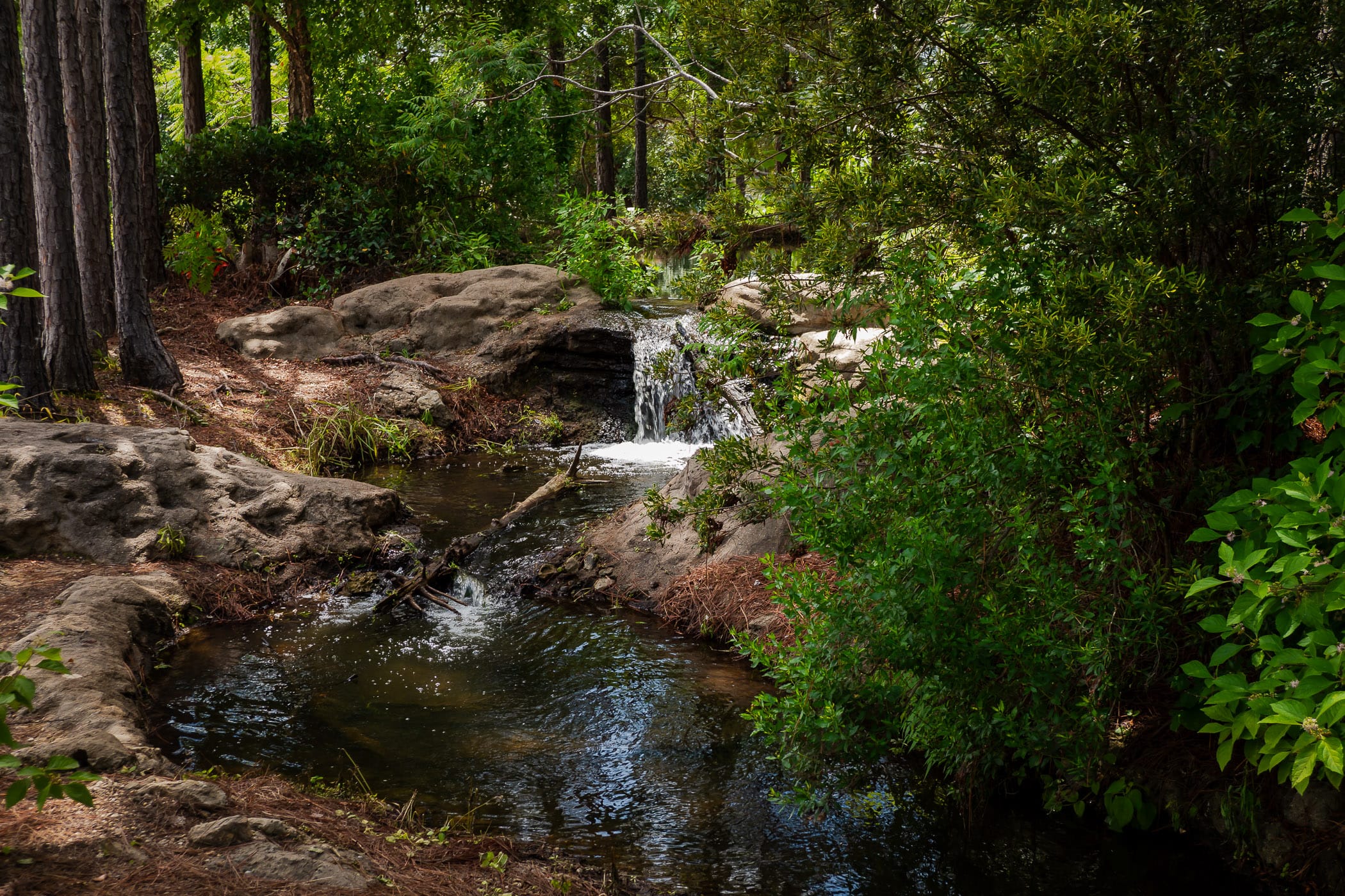 A small brook flows through the East Texas forest near Athens.