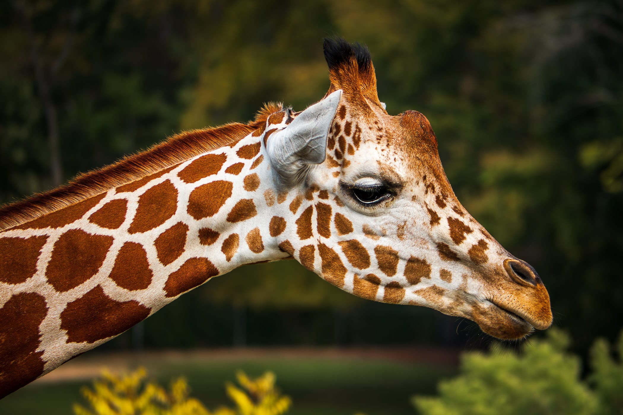 A giraffe in his habitat at Tyler, Texas' Caldwell Zoo.