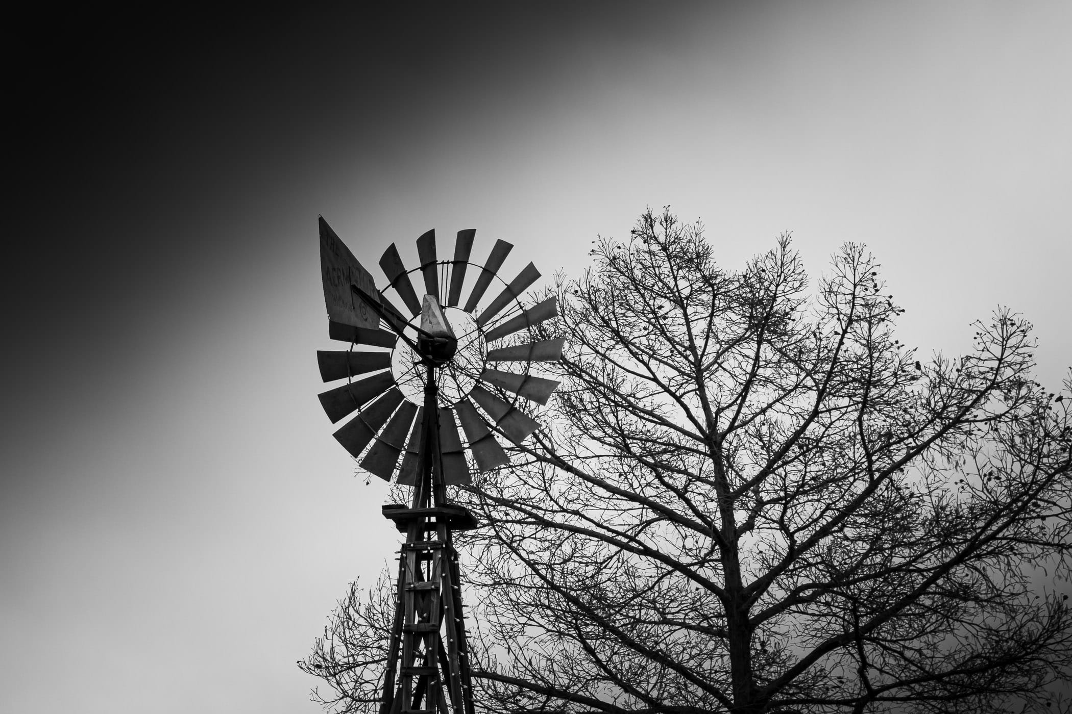 A windmill and a tree are silhouetted by the overcast North Texas sky in Downtown Grapevine.