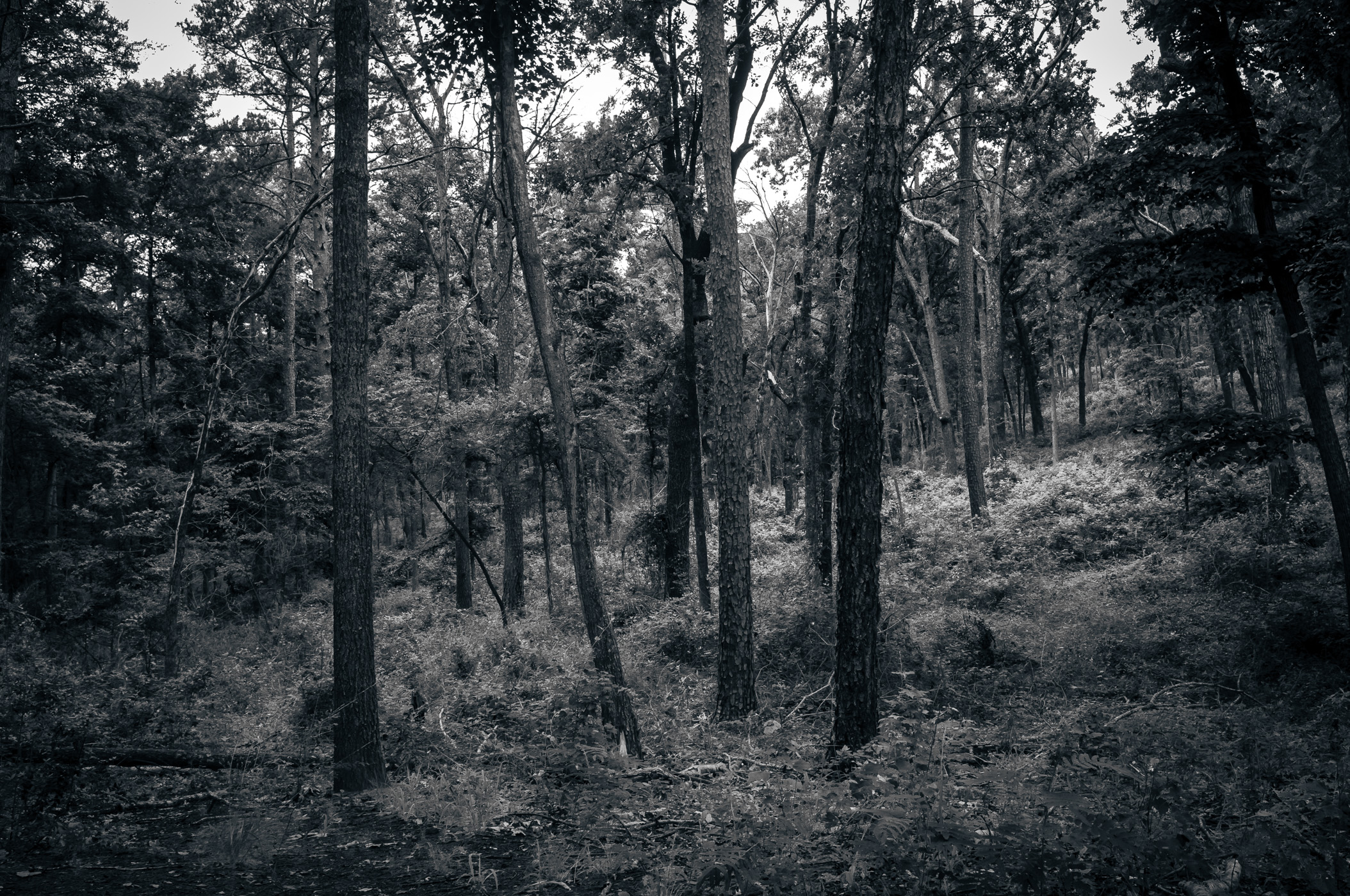 Among the tall trees at Tyler State Park, Texas.