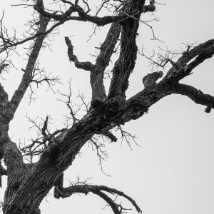 The Dead Tree