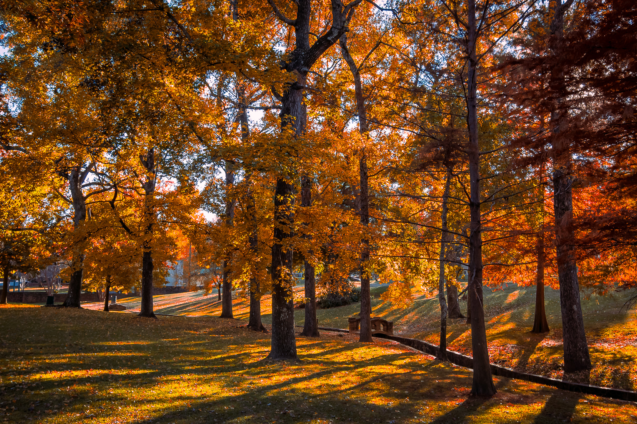 Golden light illuminates the yellows and reds of trees in Tyler, Texas' Bergfeld Park.