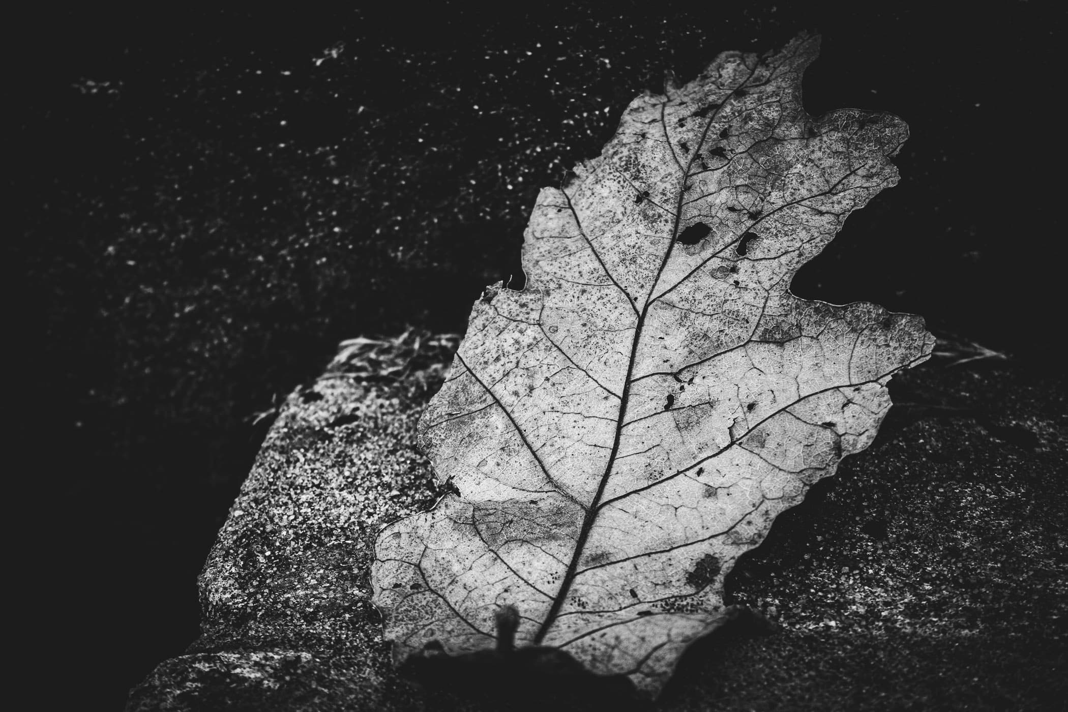 A fallen leaf withers on the steps of a sidewalk at Tyler, Texas' Bergfeld Park.