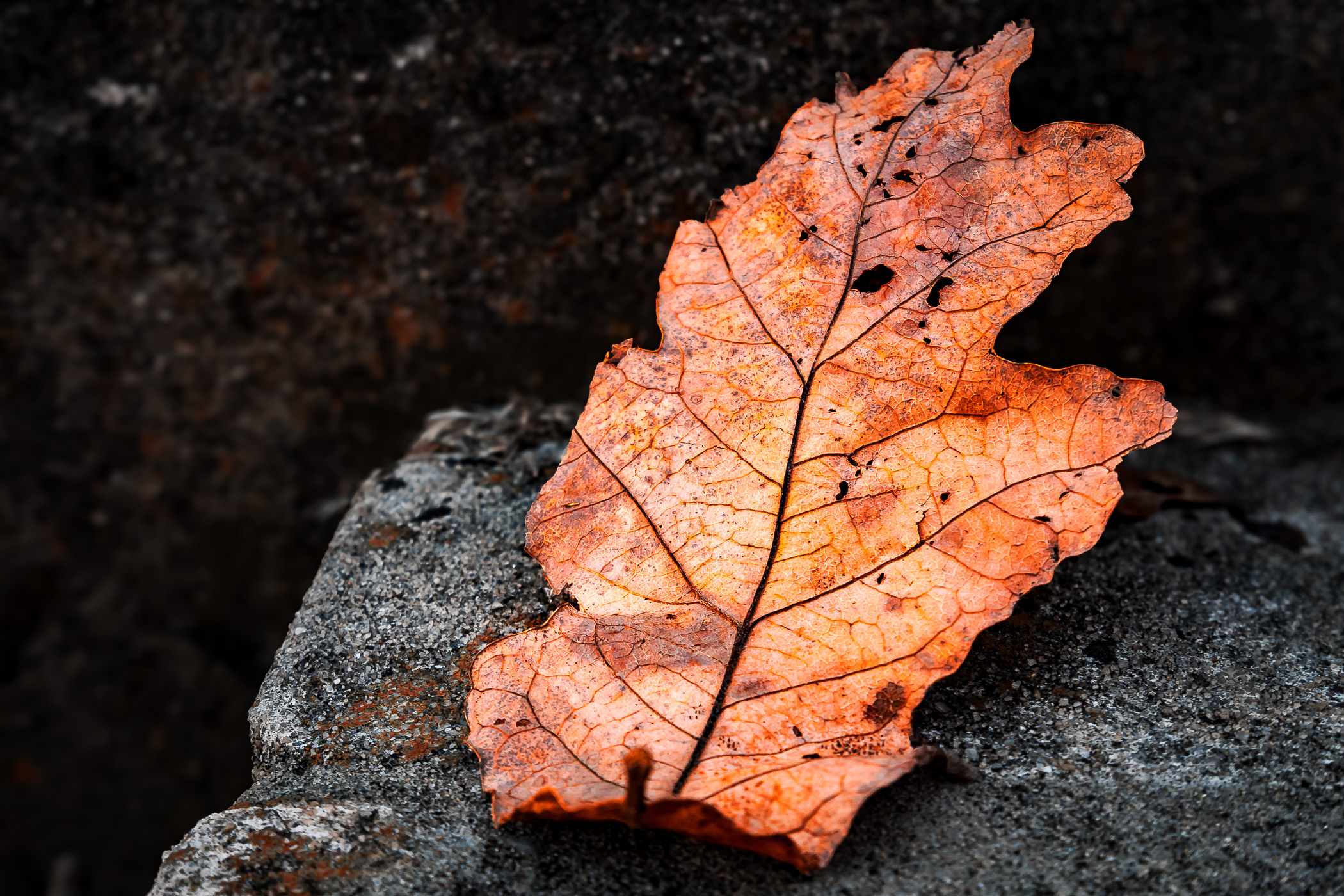 A fallen leaf withers on the steps of a sidewalk at Tyler, Texas' Bergfeld Park.