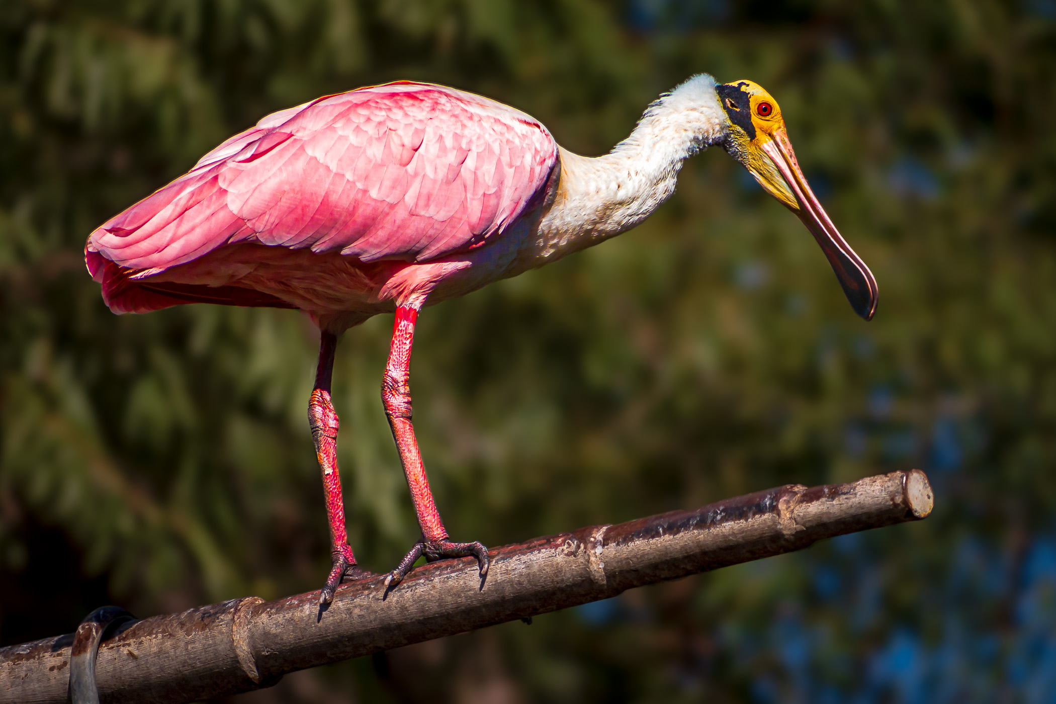 A Roseate Spoonbill perched on a pole in its habitat at the Fort Worth Zoo, Texas.