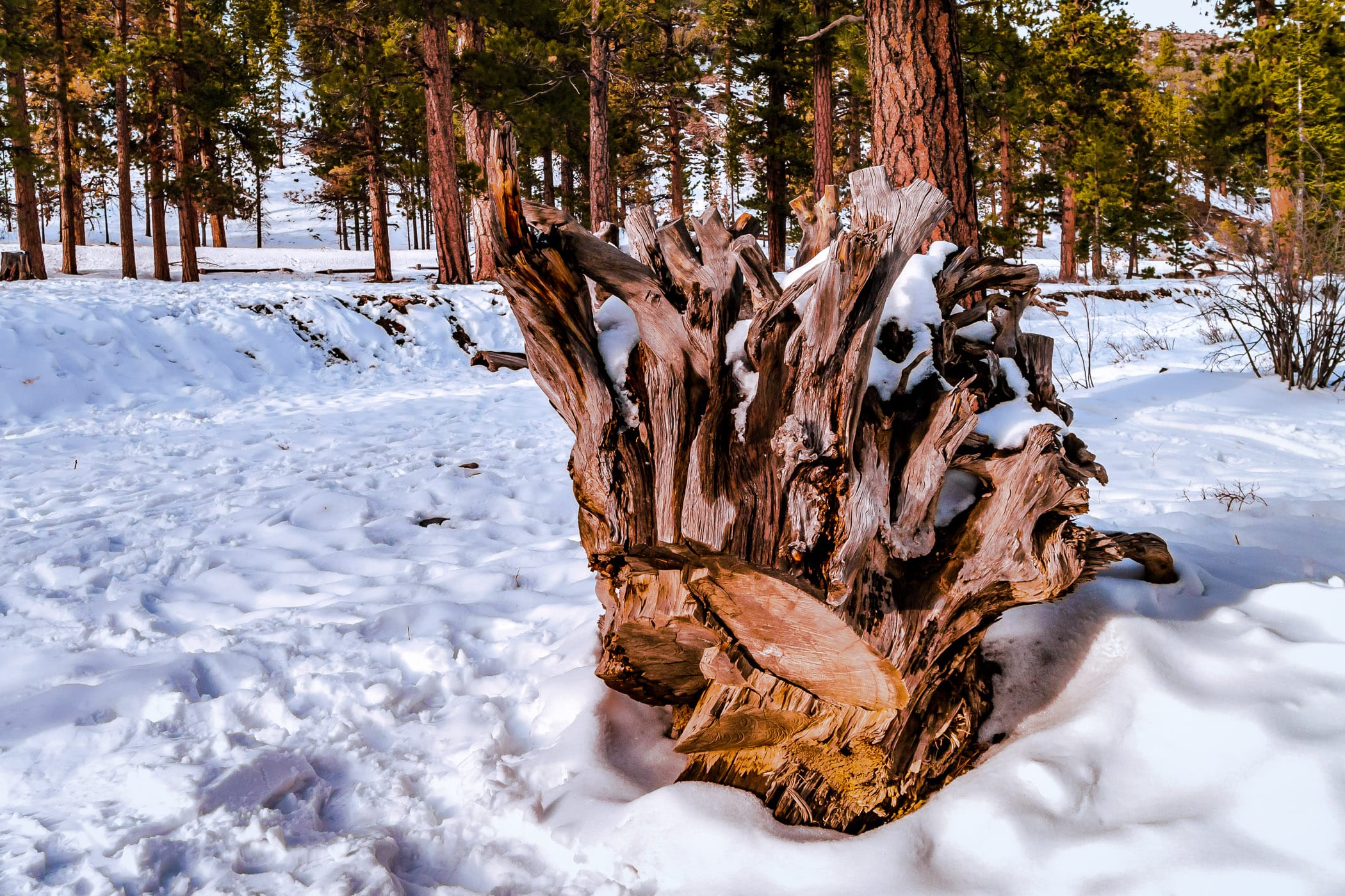 A tree stump lies in the snow of Nevada's Mount Charleston.