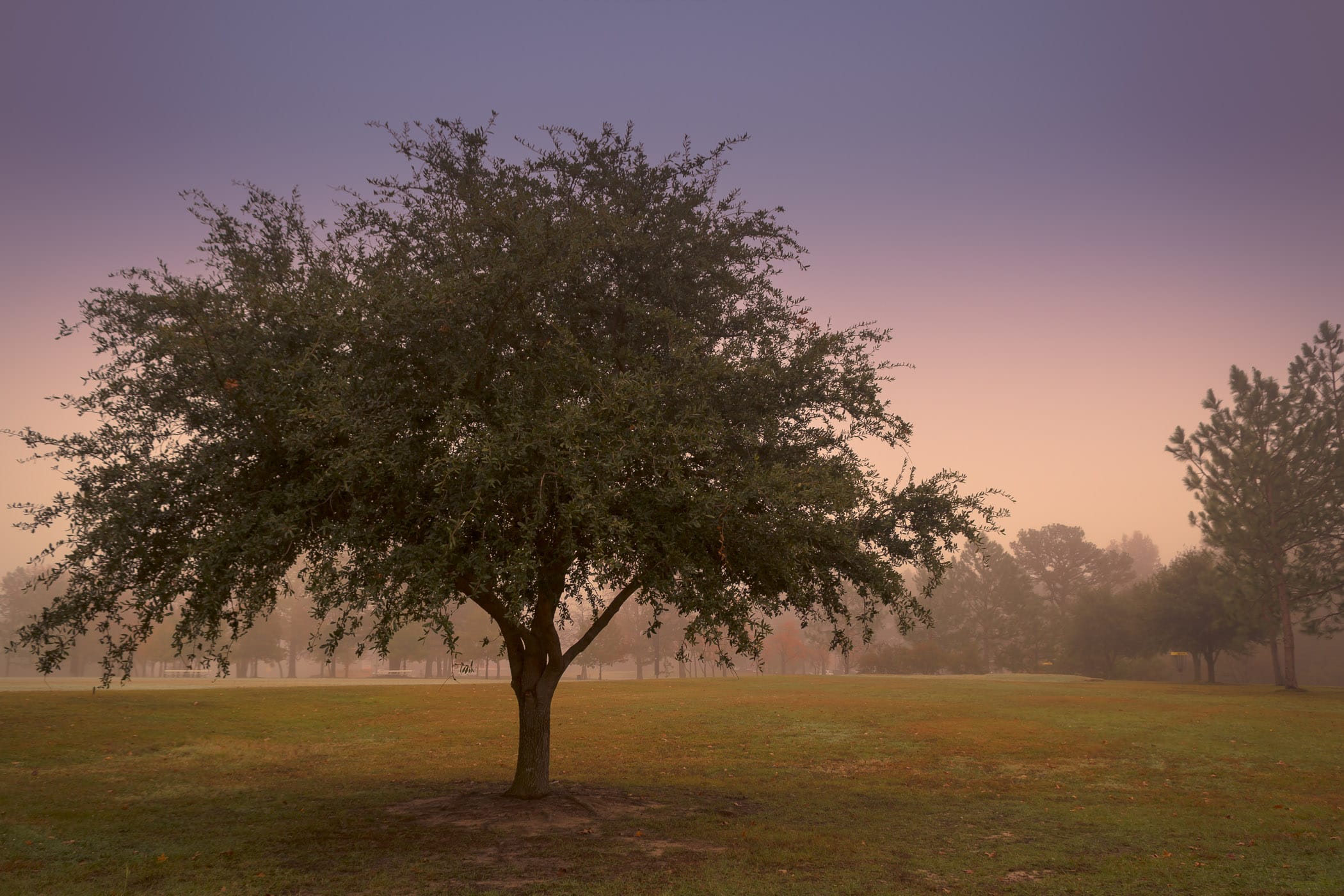 A tree on a foggy morning on the campus of the University of Texas at Tyler.