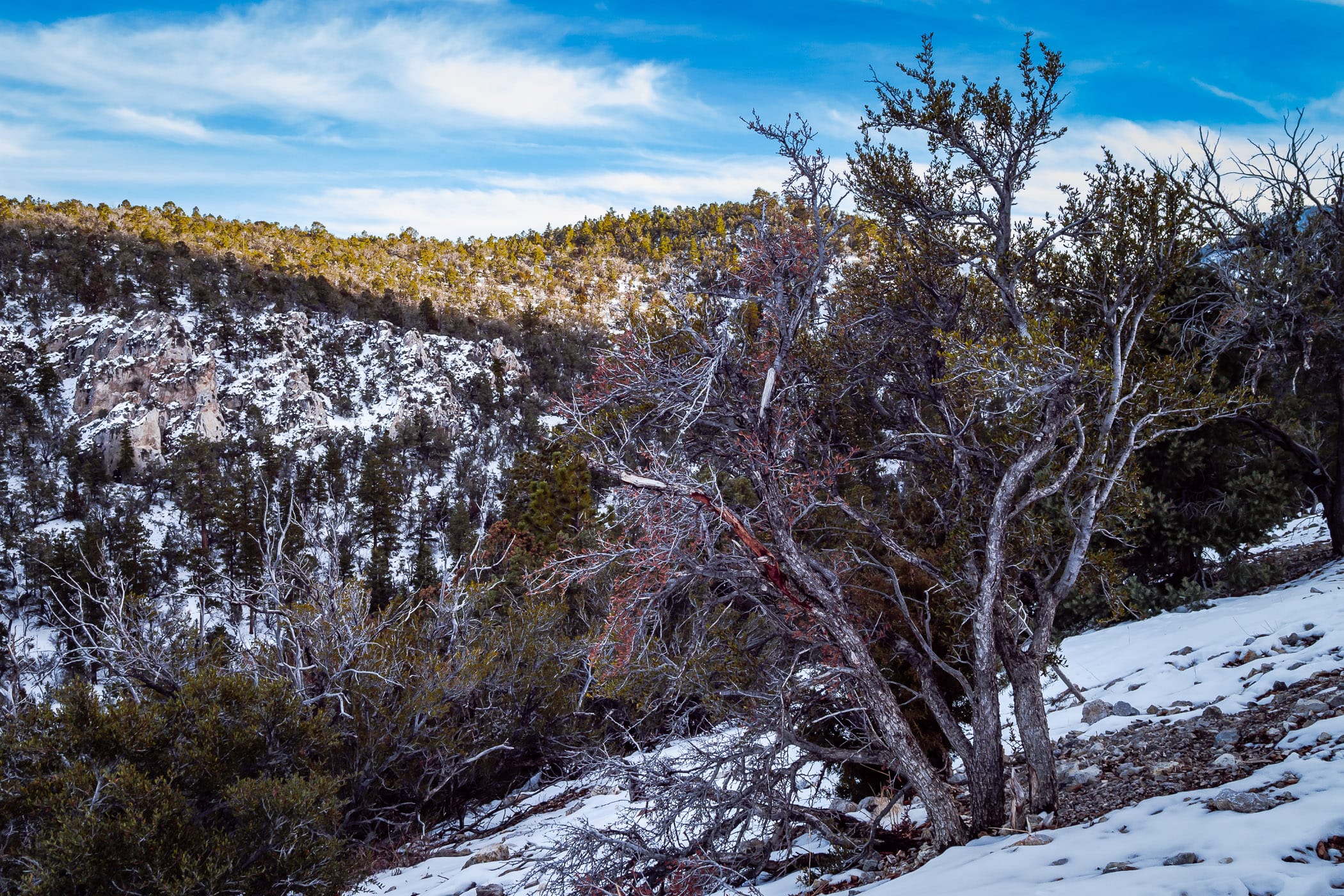 A tree grows on a foothill of Nevada's Mount Charleston as a light dusting of snow coats the surroundings.