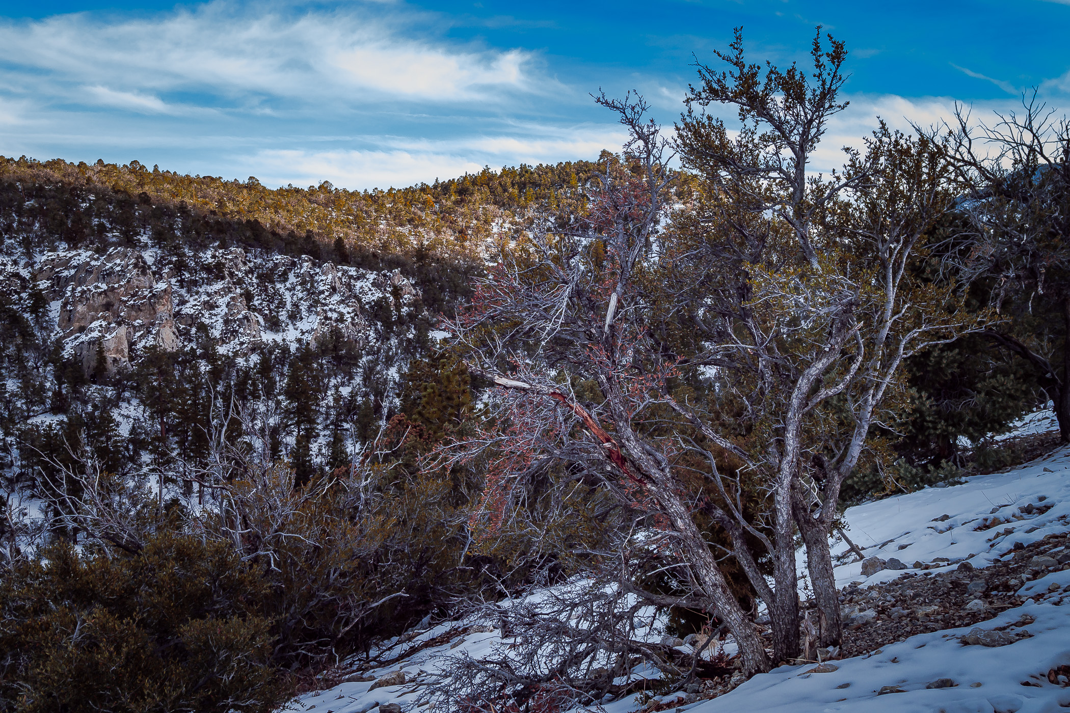 A tree grows on a foothill of Nevada's Mount Charleston as a light dusting of snow coats the surroundings.