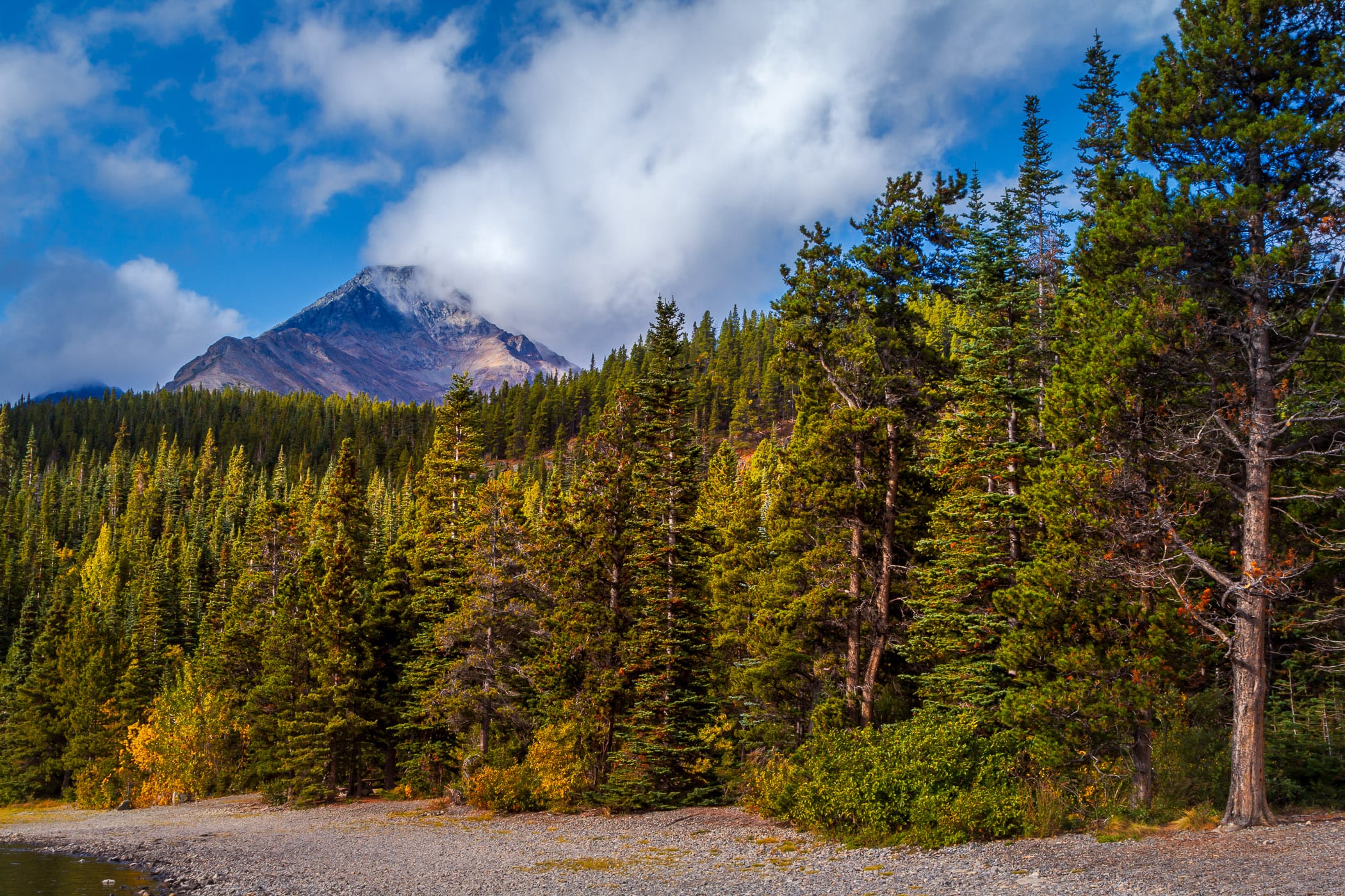 Pine trees grow along the shore of Tutshi Lake, British Columbia, Canada.