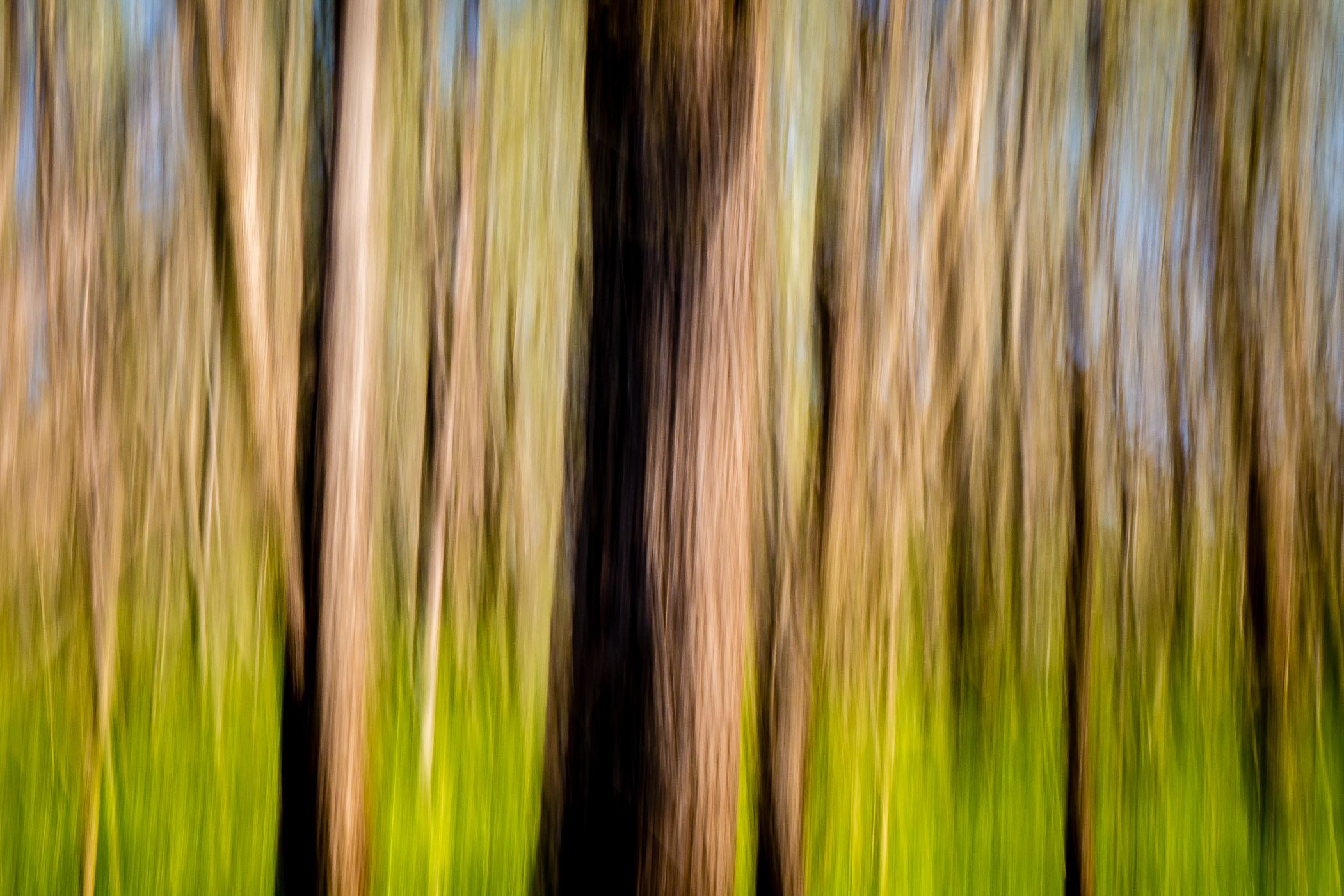 An abstraction of trees in Dallas' Great Trinity Forest.