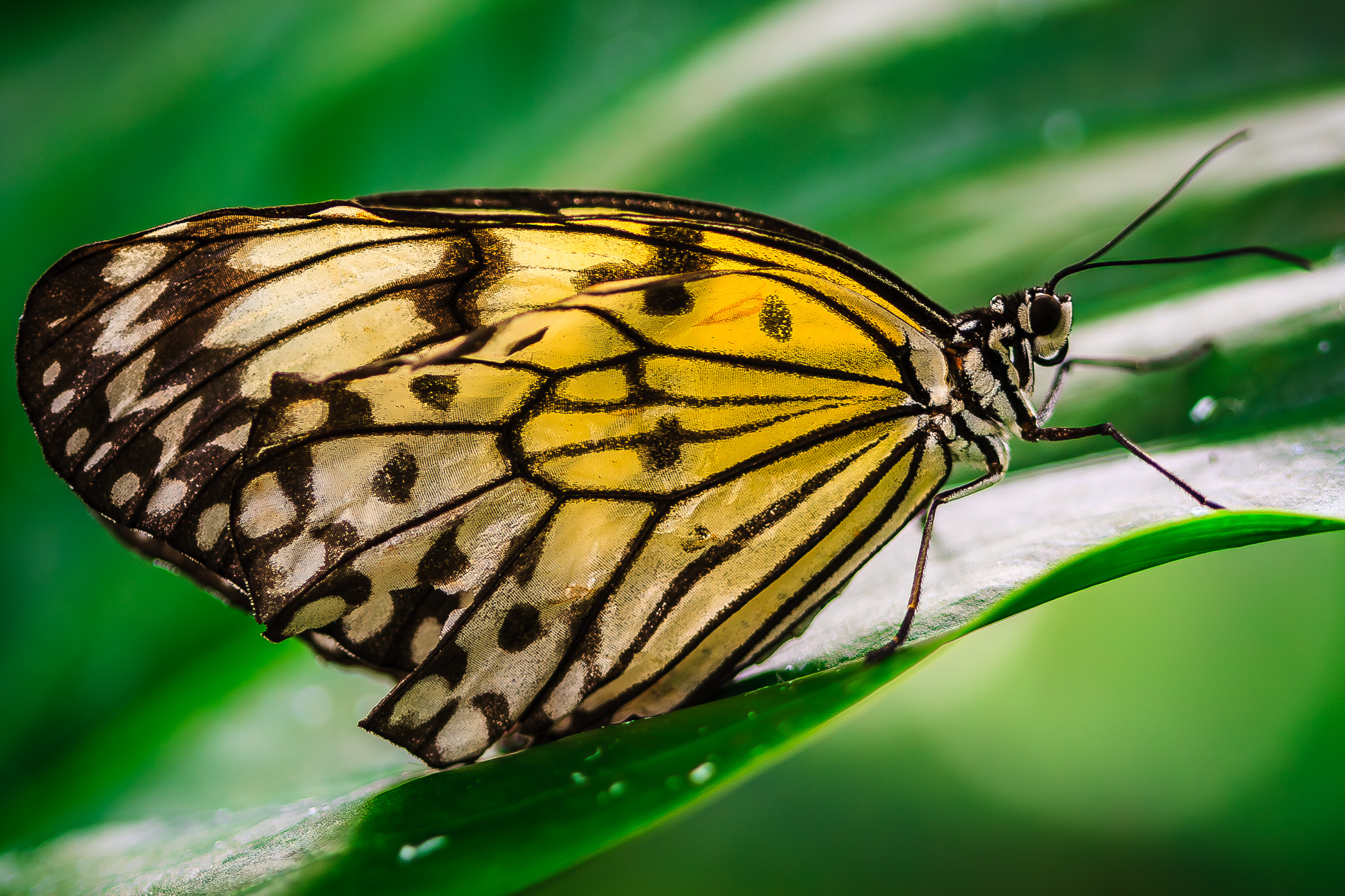 A butterfly at the Houston Museum of Natural Science's Cockrell Butterfly Center.