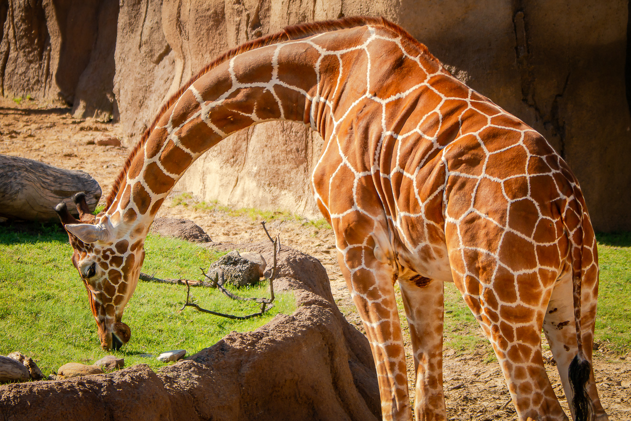 A giraffe at the Dallas Zoo enjoys a grassy treat.