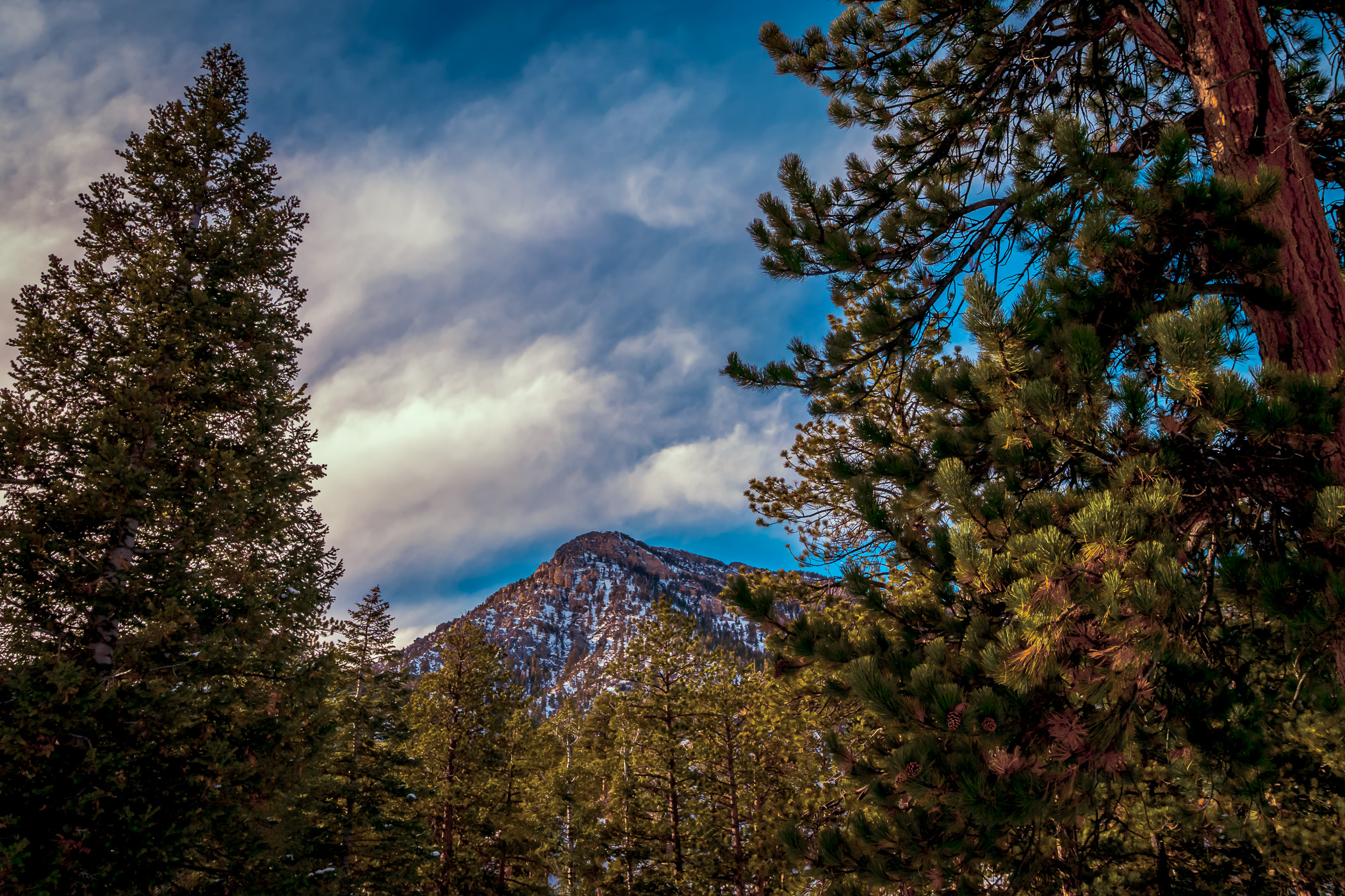 A snow covered prominence of Nevada's Mount Charleston rises above the surrounding forest.