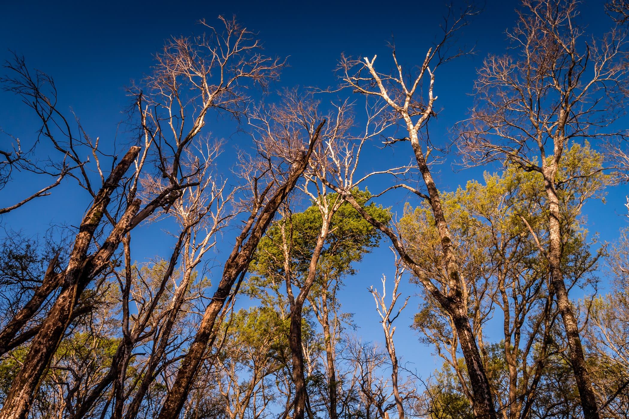 Trees in Dallas' Great Trinity Forest reach into the clear blue sky over North Texas.
