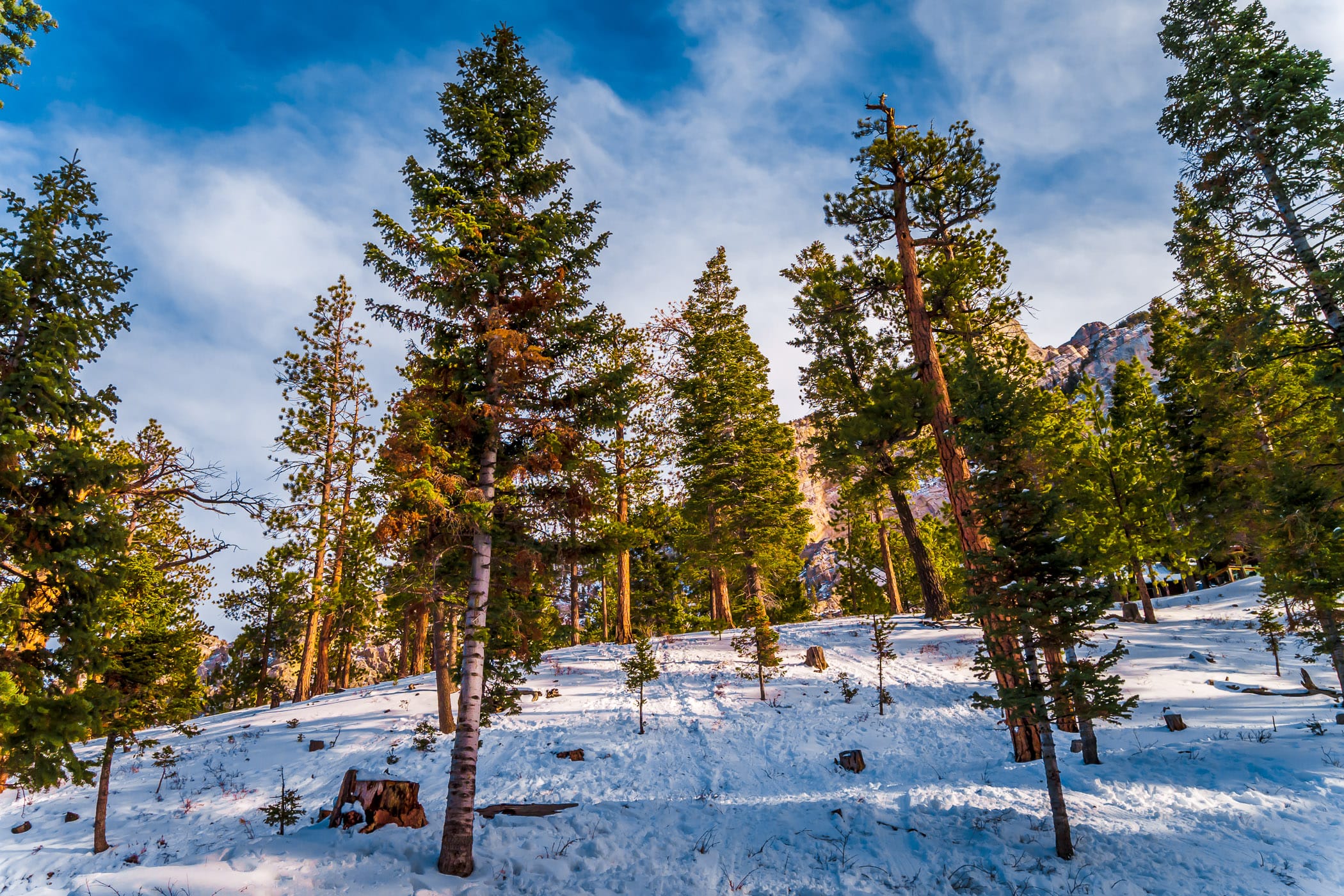 Trees rise from the snow on Nevada's Mount Charleston.