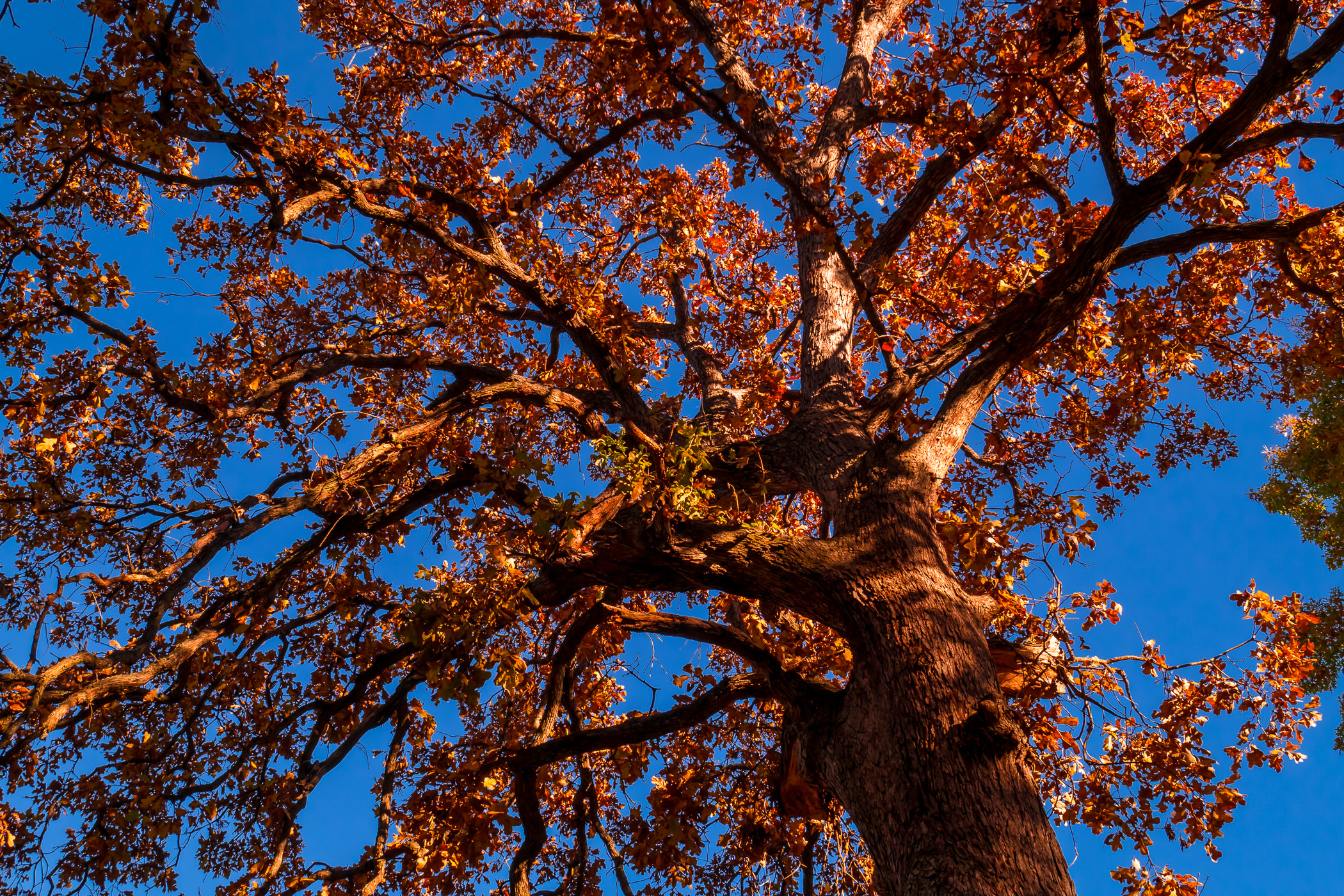 A tree reaches into the crisp Autumn sky at Tyler, Texas' Bergfeld Park.