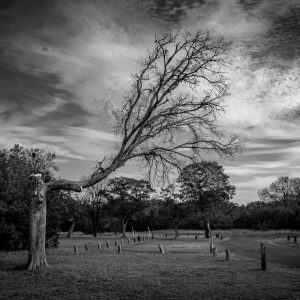 Bent Tree