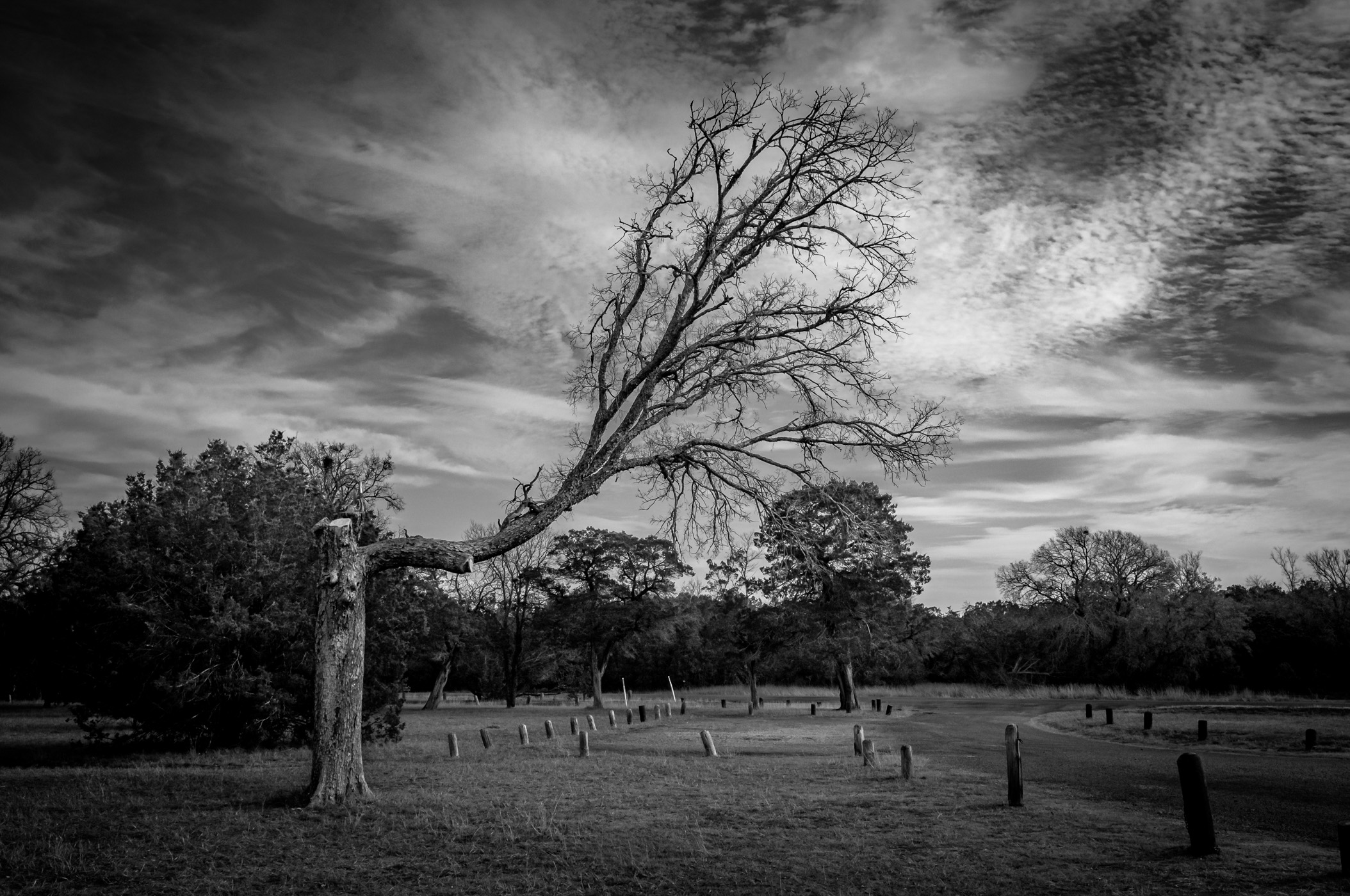 A crooked tree spotted at Texas' Dinosaur Valley State Park.
