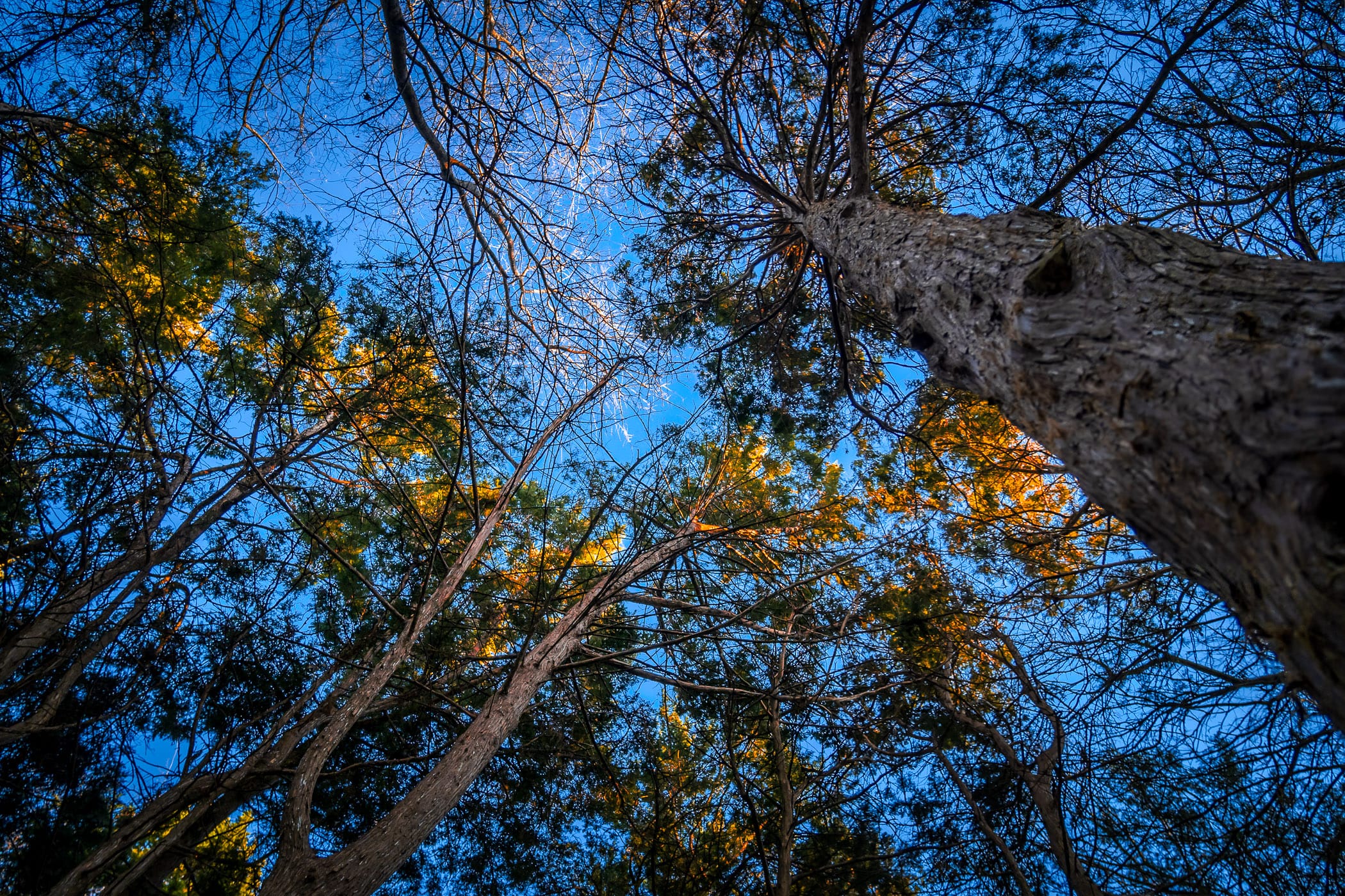 Trees reach for the sky as the sun begins to set on Addison, Texas' Bosque Park.