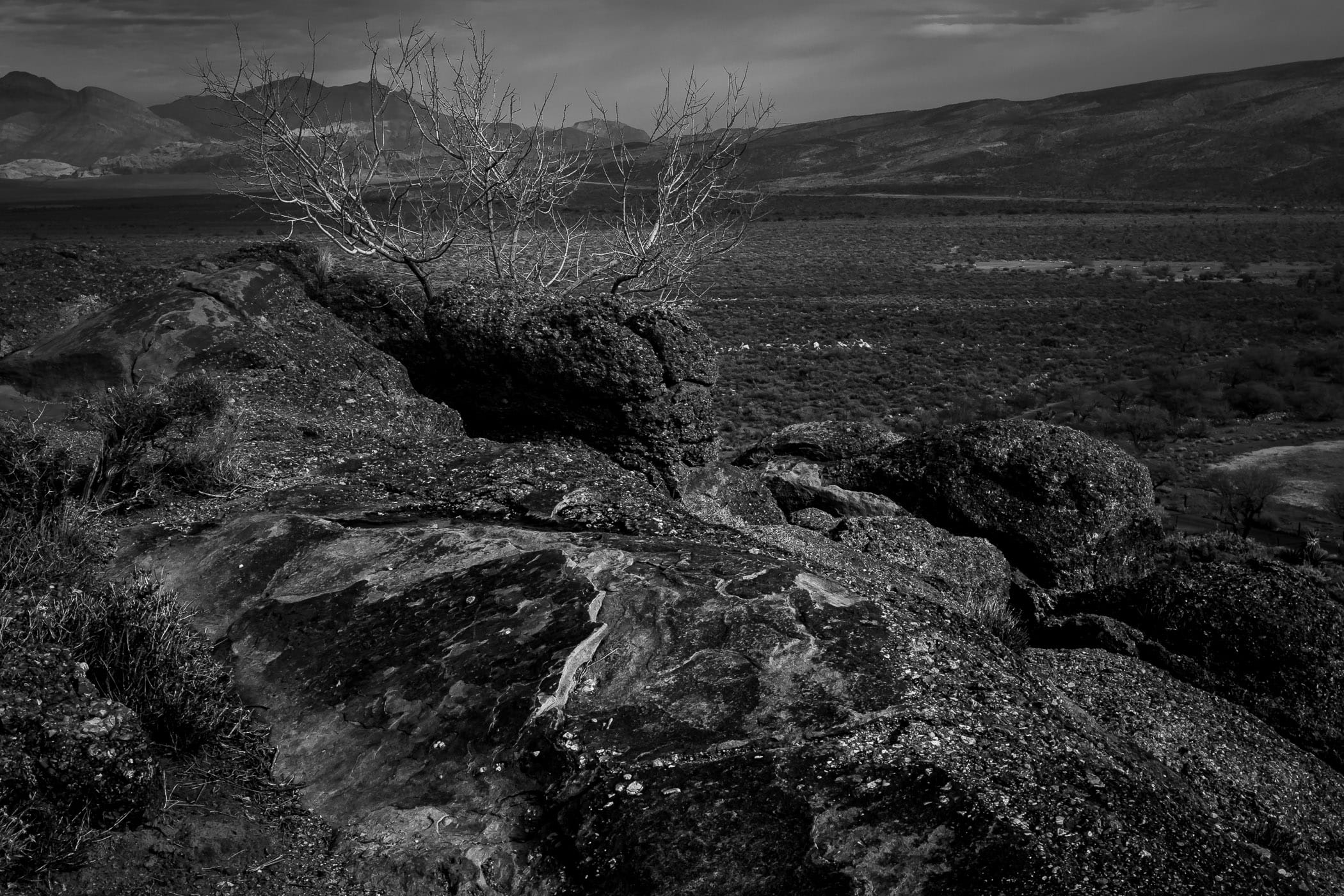 Dead branches sprout from atop a rocky ridge at Spring Mountain Ranch State Park, Nevada.