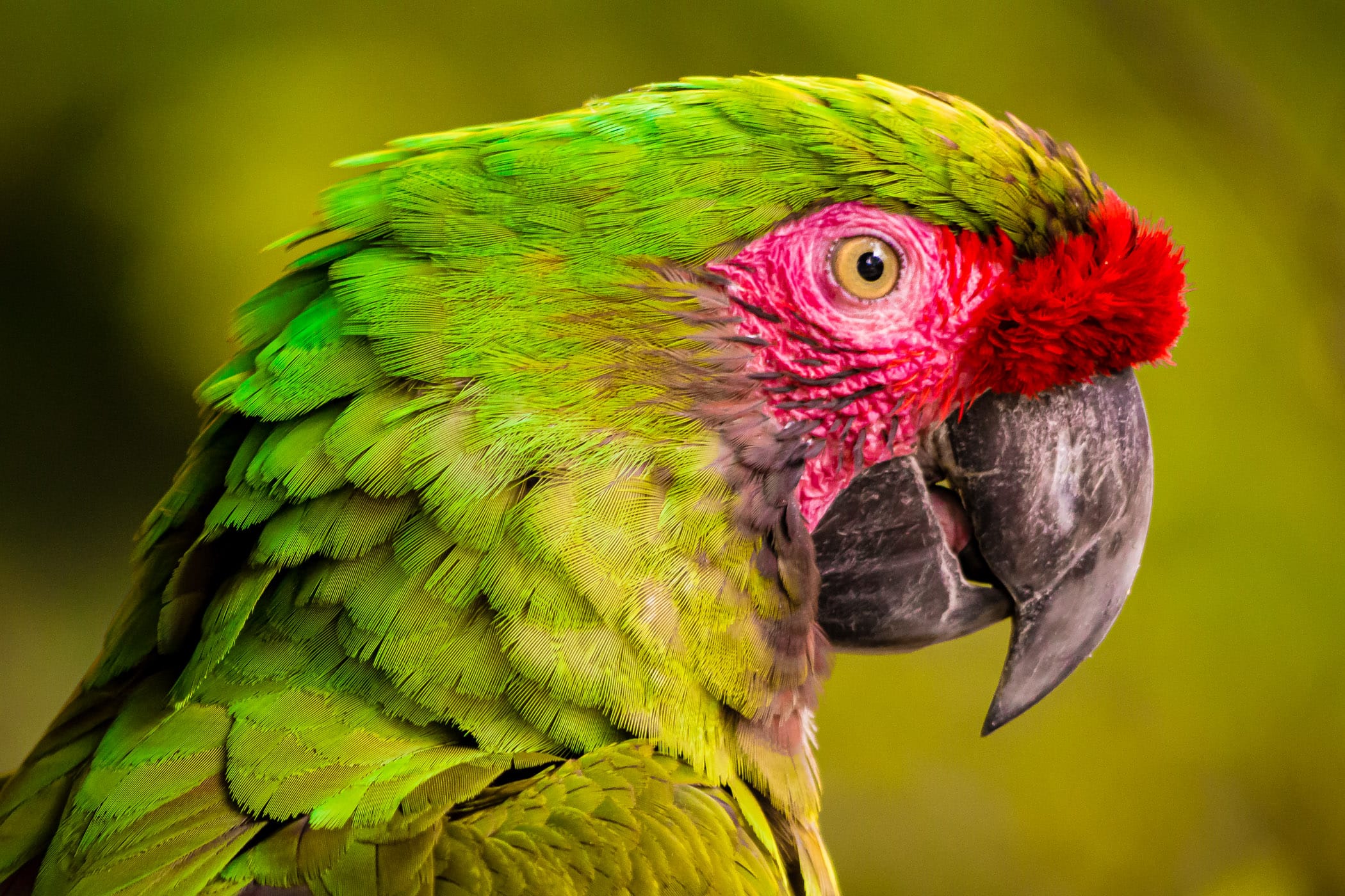 A green macaw eyes the camera at Tyler, Texas’ Caldwell Zoo.