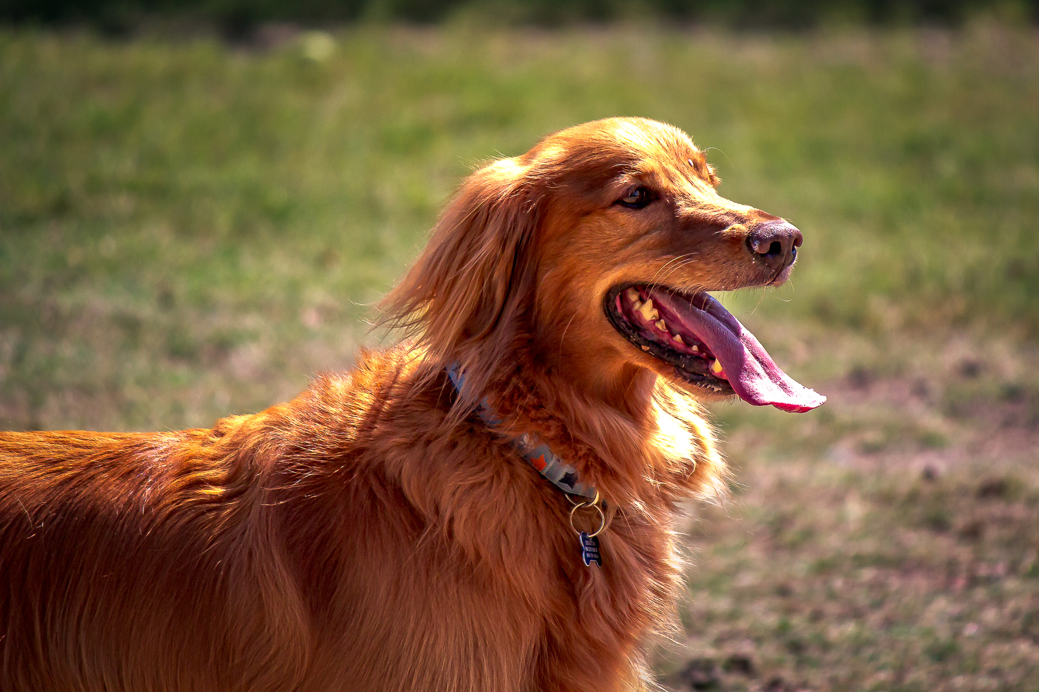 A golden retriever spotted at Wagging Tail Dog Park in Dallas.