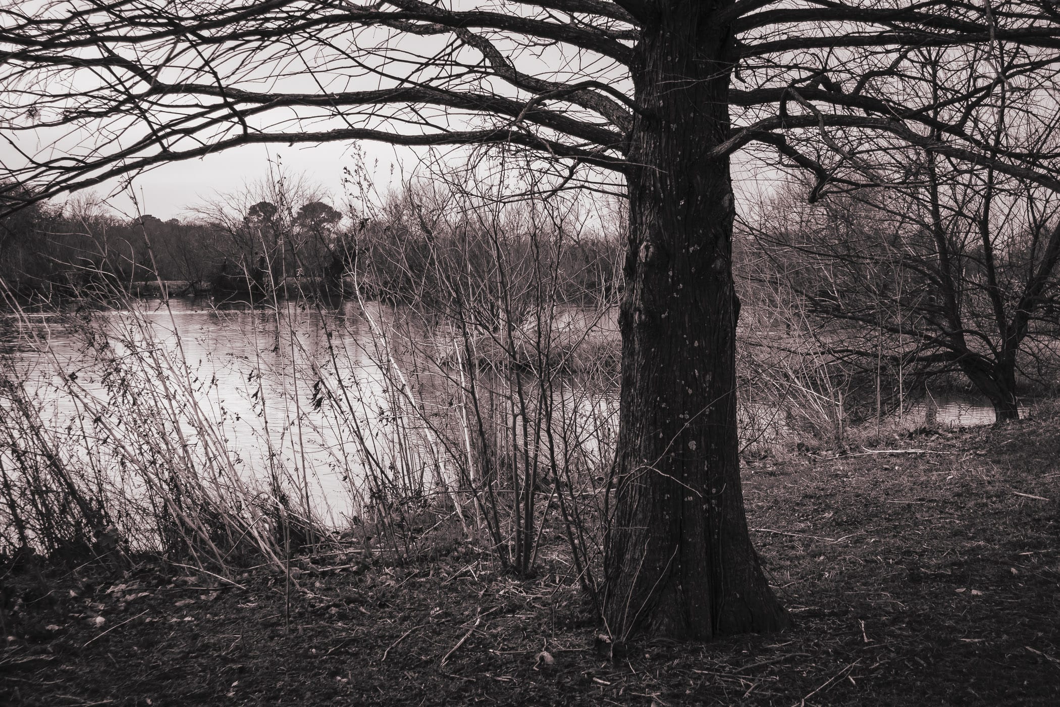 Trees and brush growing along the shore of a pond on the campus of the University of North Texas in Denton.