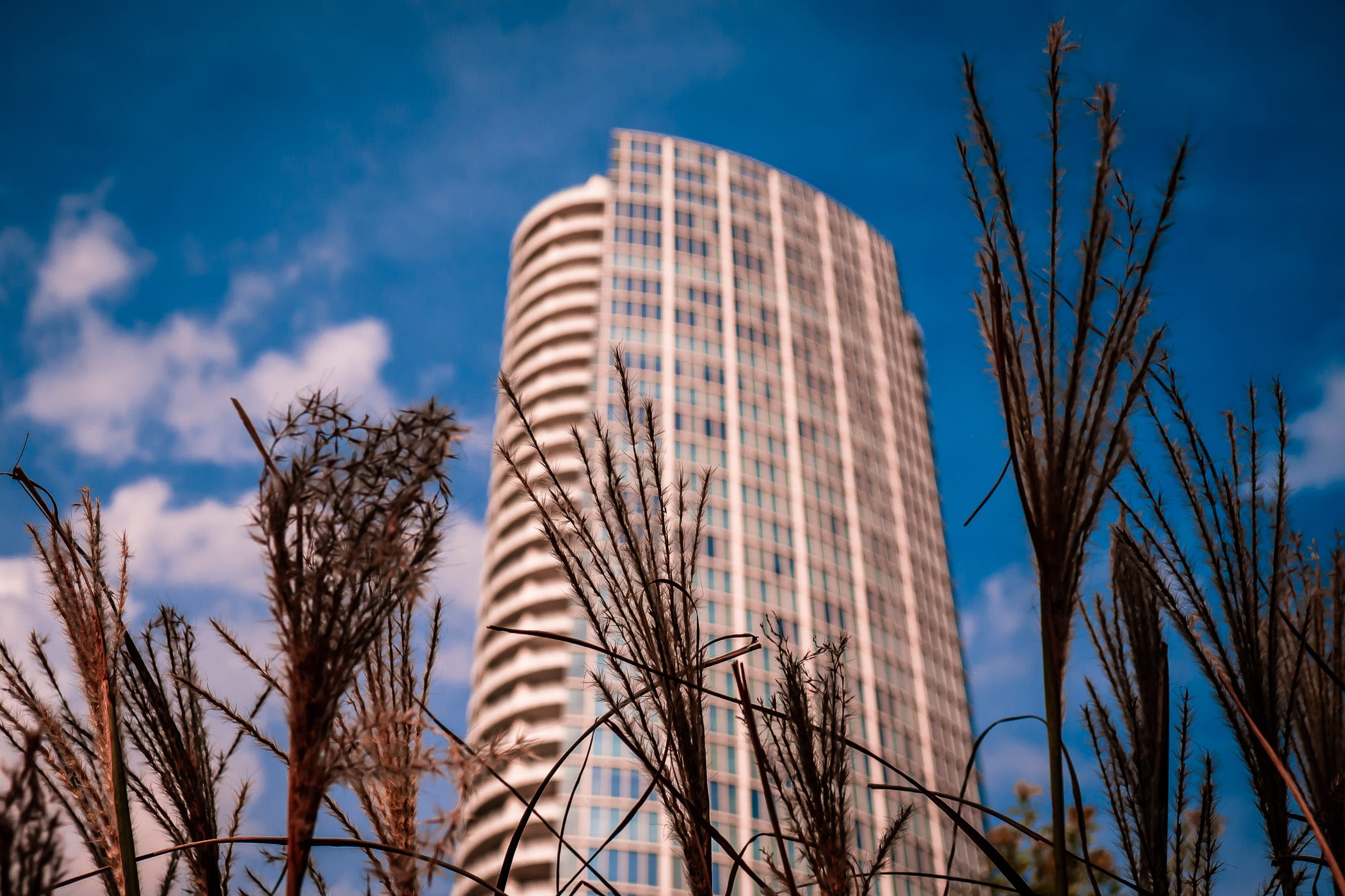 Tall grass grows in Klyde Warren Park near the Dallas Arts District's Museum Tower.