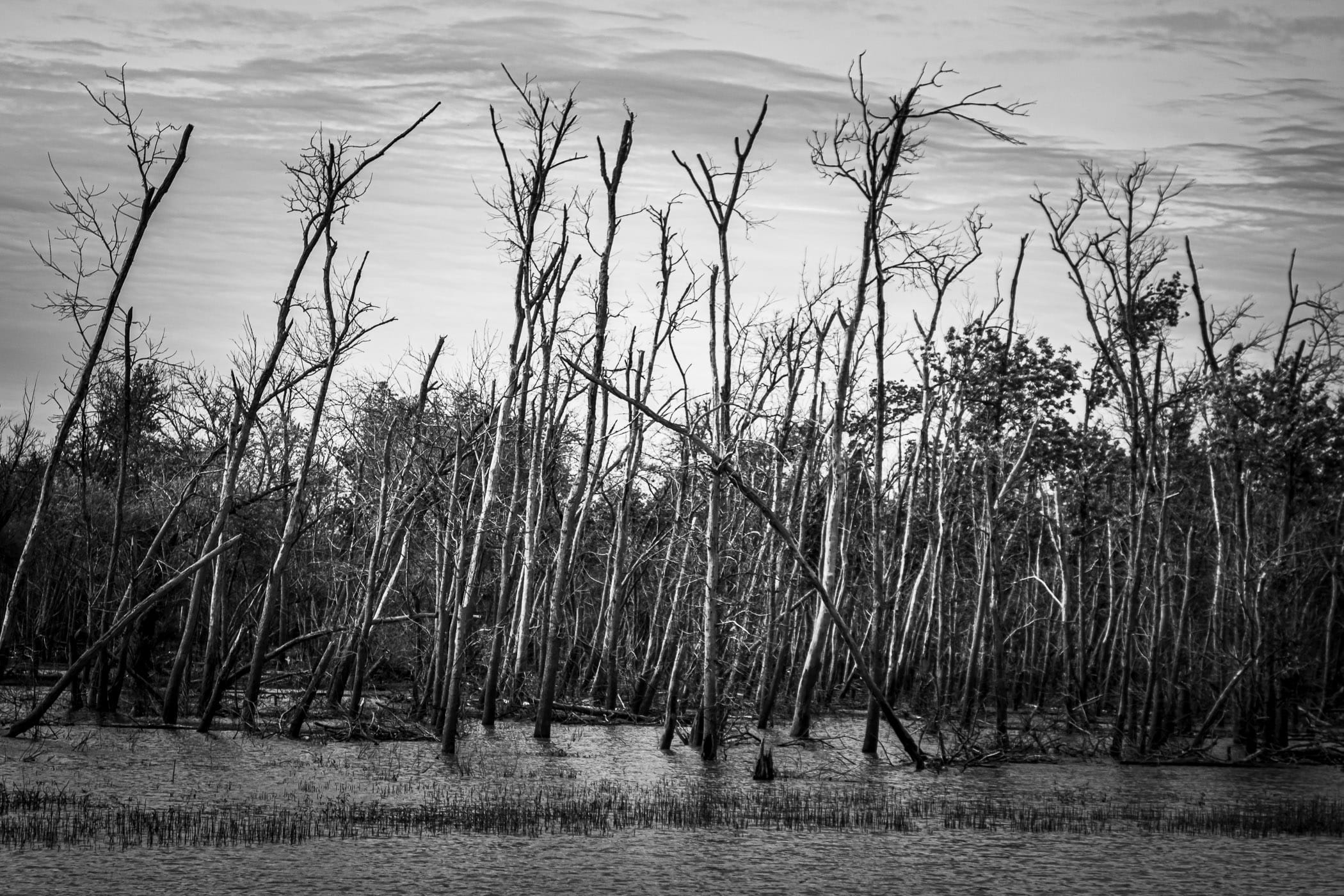 Trees stripped of their leaves rise from the marsh at Texas' Hagerman National Wildlife Refuge.
