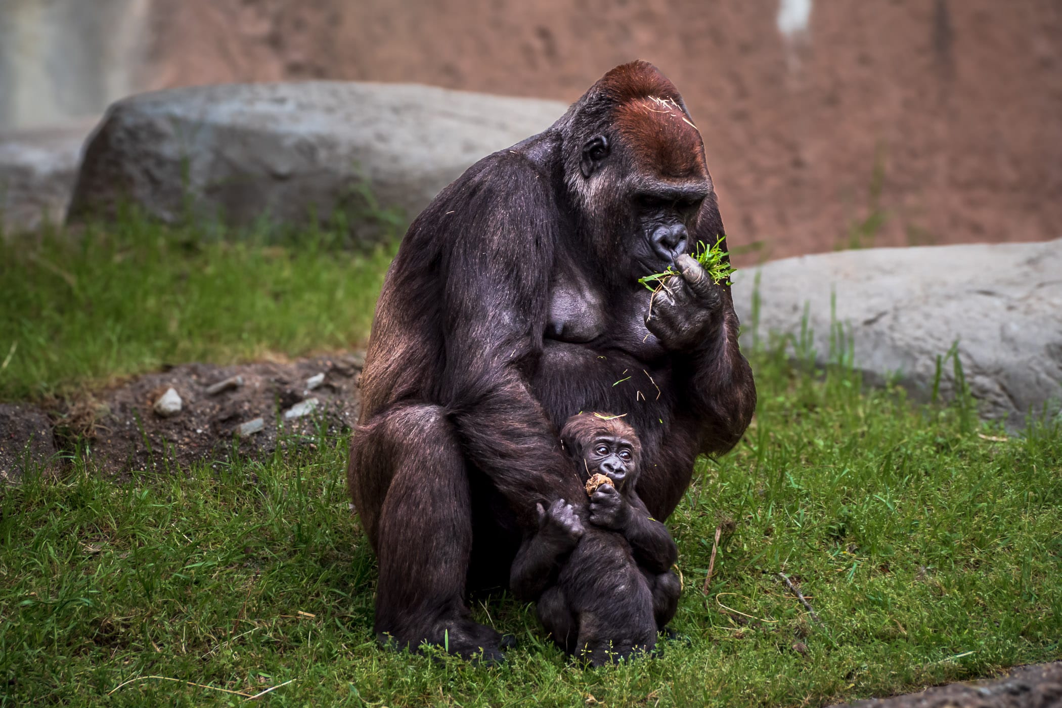 A mother gorilla and her young son at the Fort Worth Zoo, Texas.