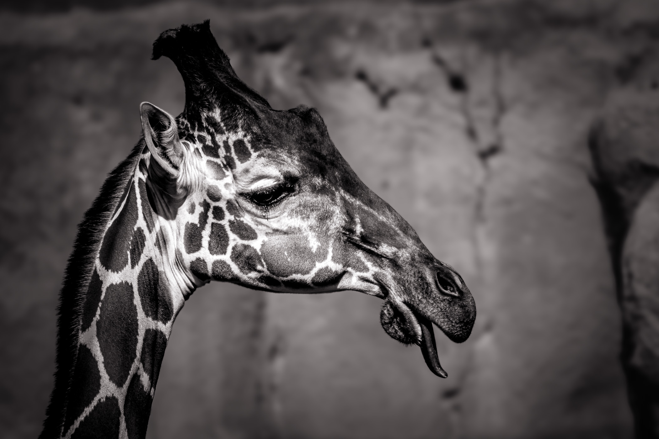 A giraffe sticks out his tongue at the Dallas Zoo.