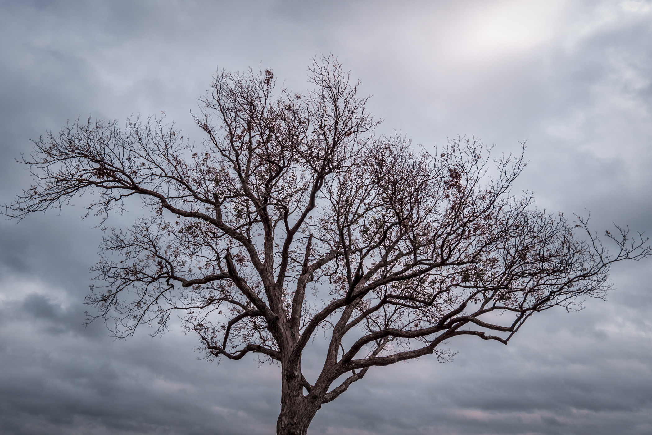 A tree's crown reaches into the overcast sky at Breckinridge Park, Richardson, Texas.