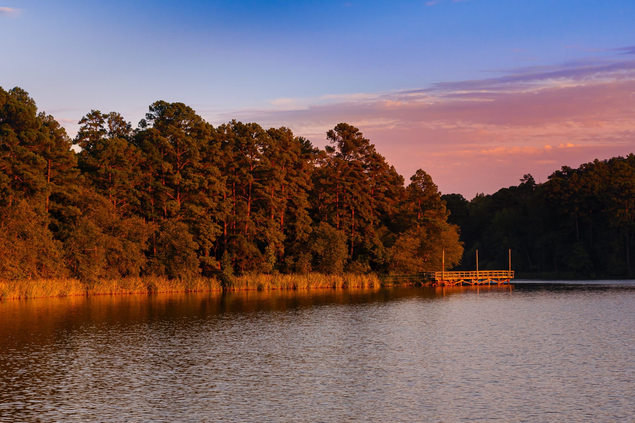 The late evening sun illuminates pine trees along the shoreline of the lake at Tyler State Park, Texas.