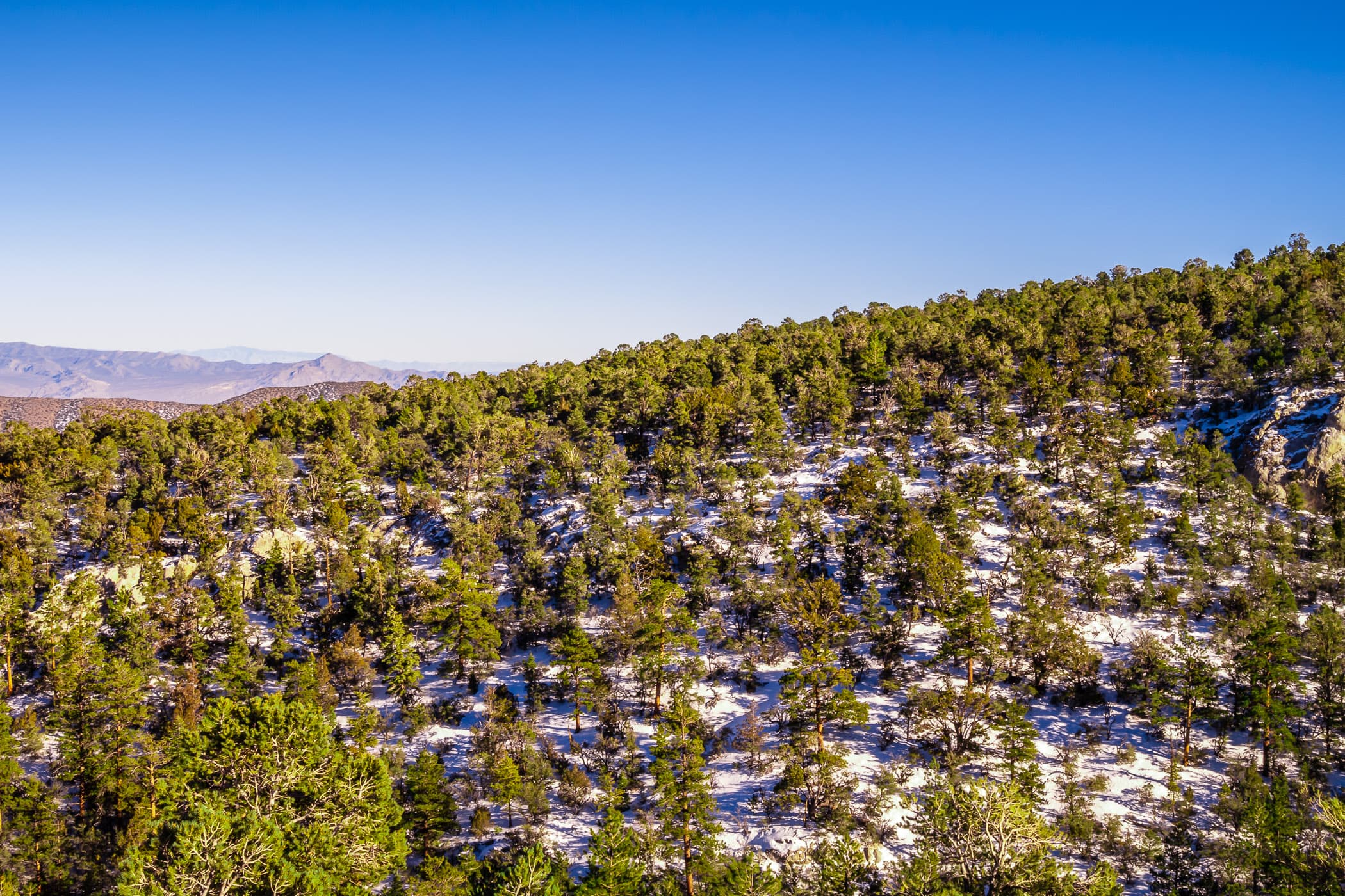 Evergreen trees grow in the wintry foothills of Nevada's Mount Charleston, near Las Vegas.