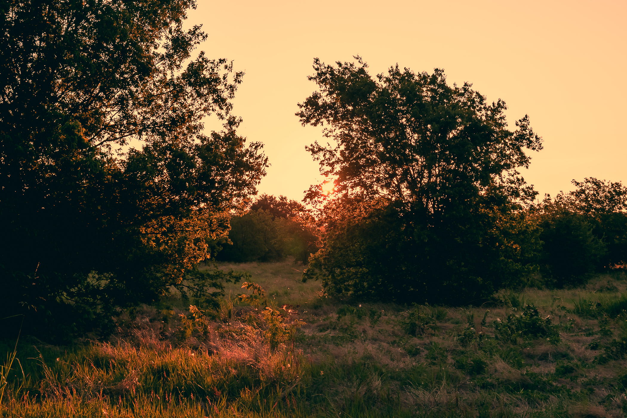 The sun rises over North Texas at the Arbor Hills Nature Preserve, Plano.