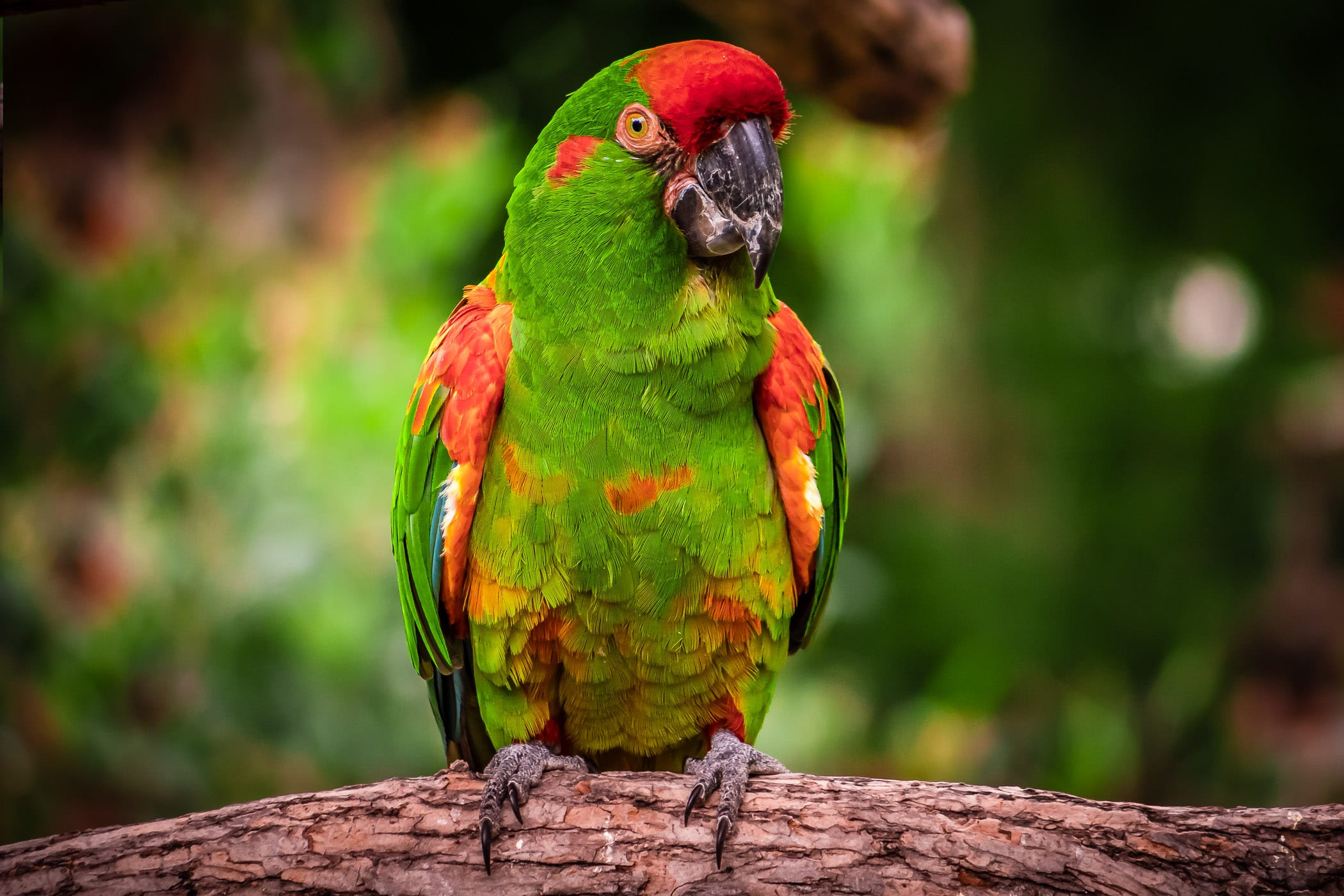 A green macaw perches on a branch at the Fort Worth Zoo, Texas.