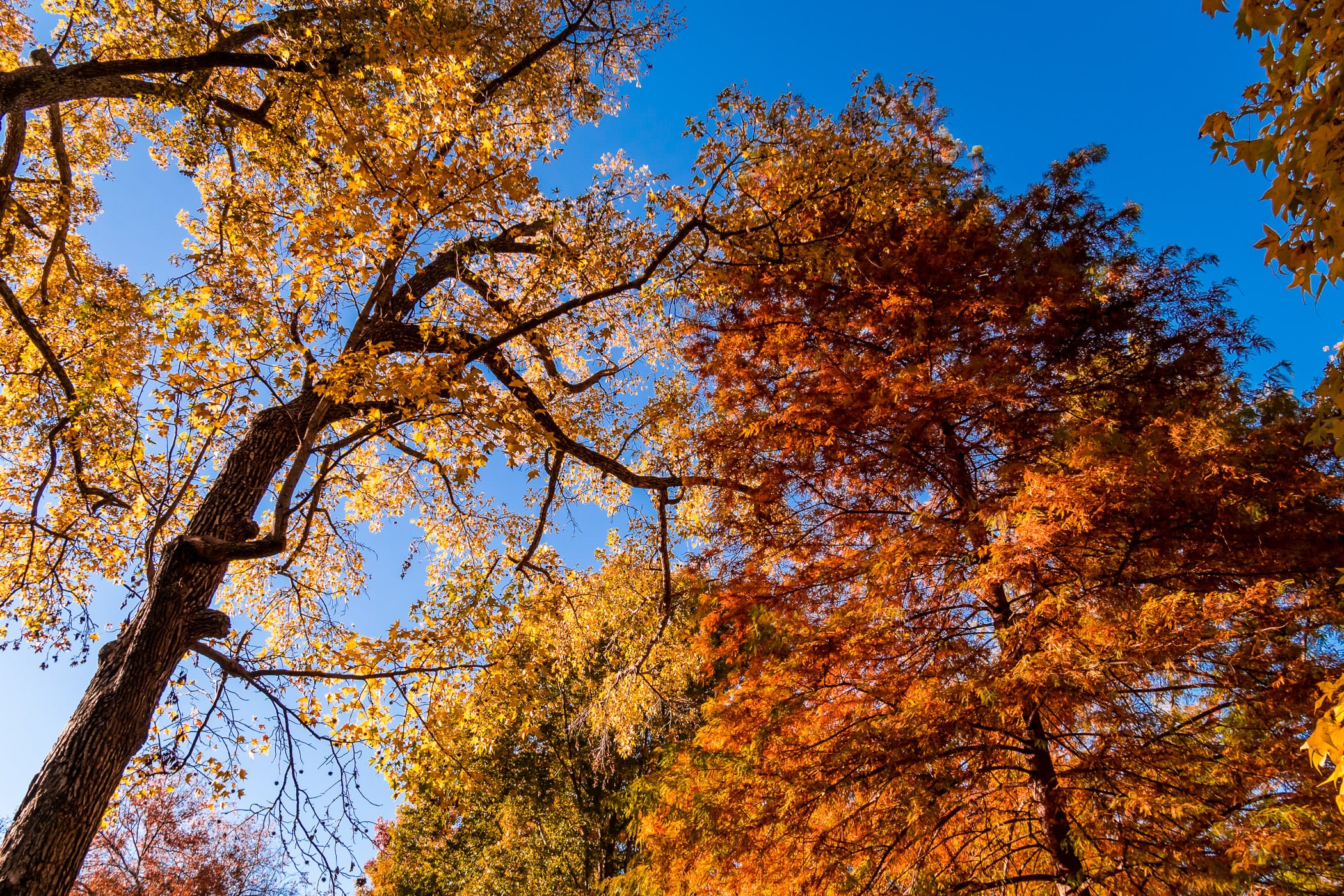The many colors of autumn trees in Tyler, Texas' Bergfeld Park.