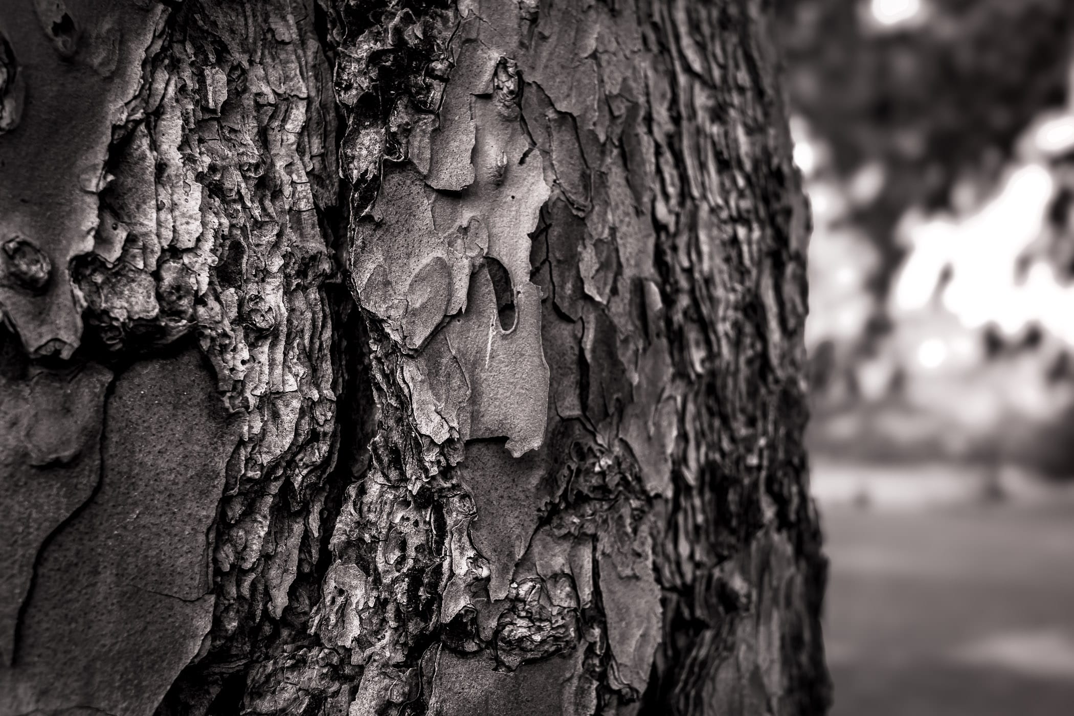 Detail of a pine tree's bark, spotted at Pollard Park, Tyler, Texas.