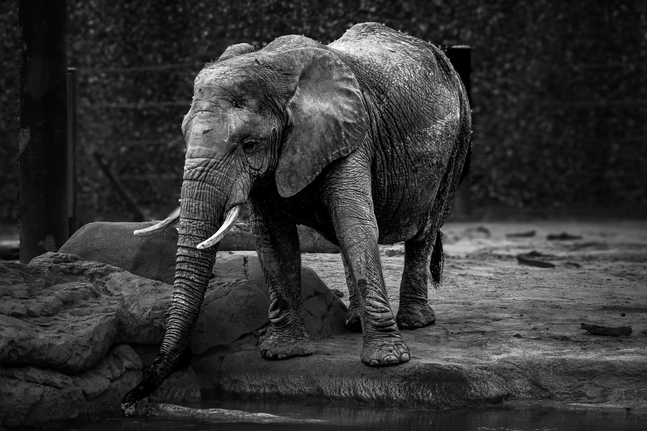 An elephant at Tyler, Texas' Caldwell Zoo pauses to take a drink of water.